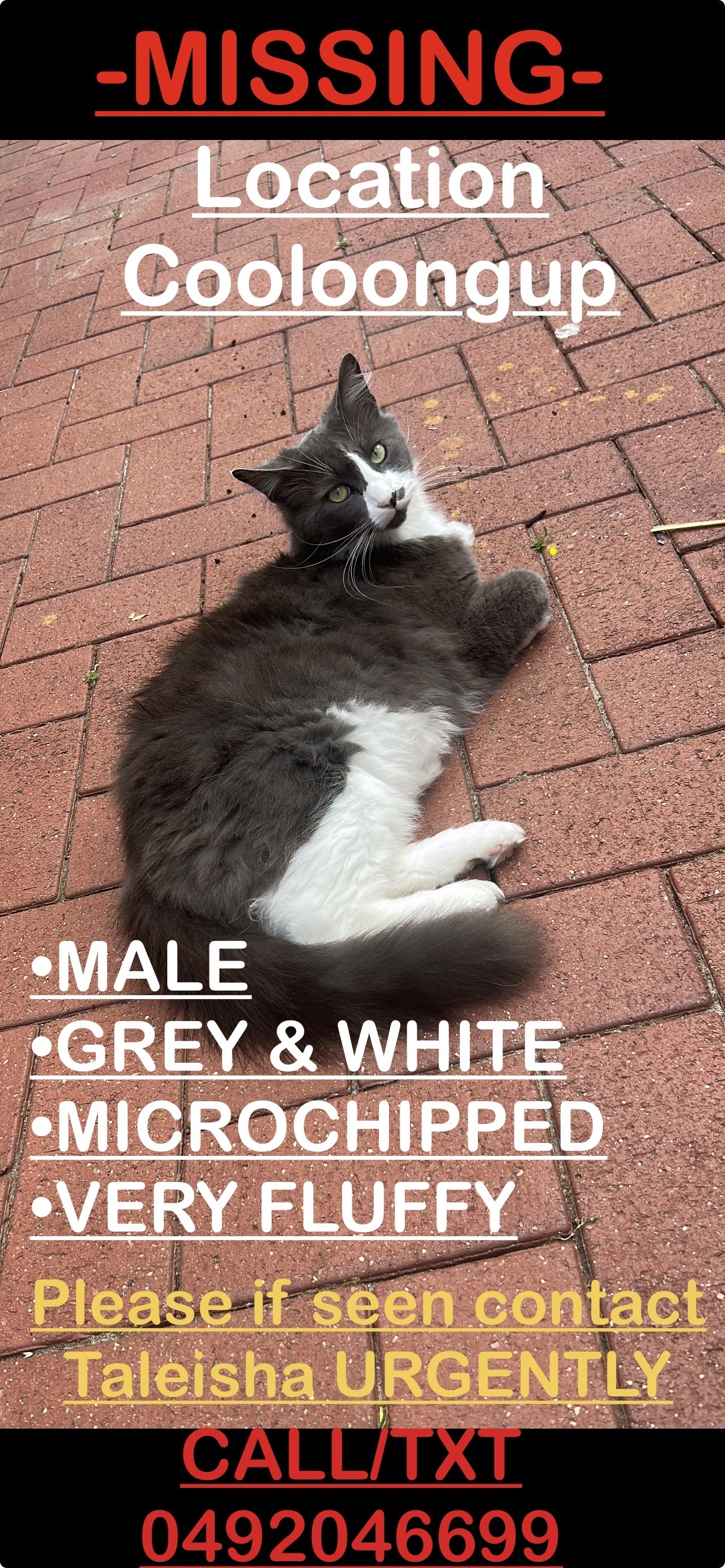 Lost: Very Fluffy Grey & White...