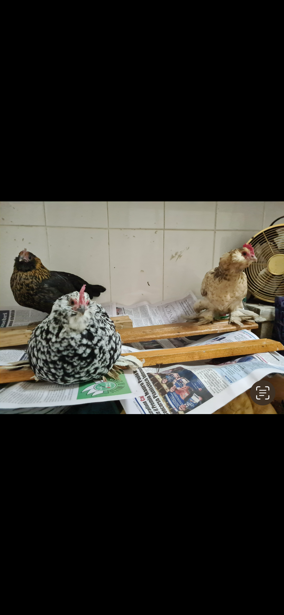 Lost Chicken: Brown & Black, Big Eyes