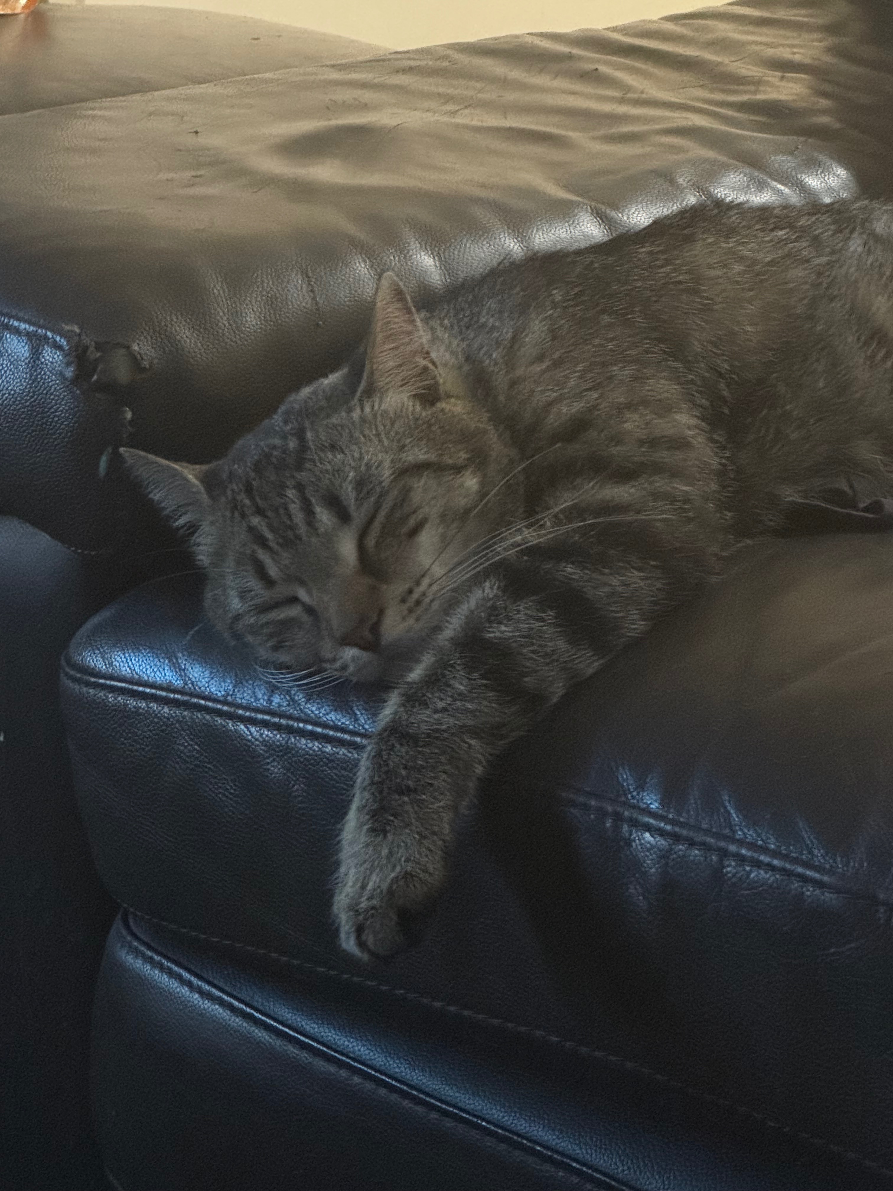 Lost Cat: Unique Back Kink in ACT