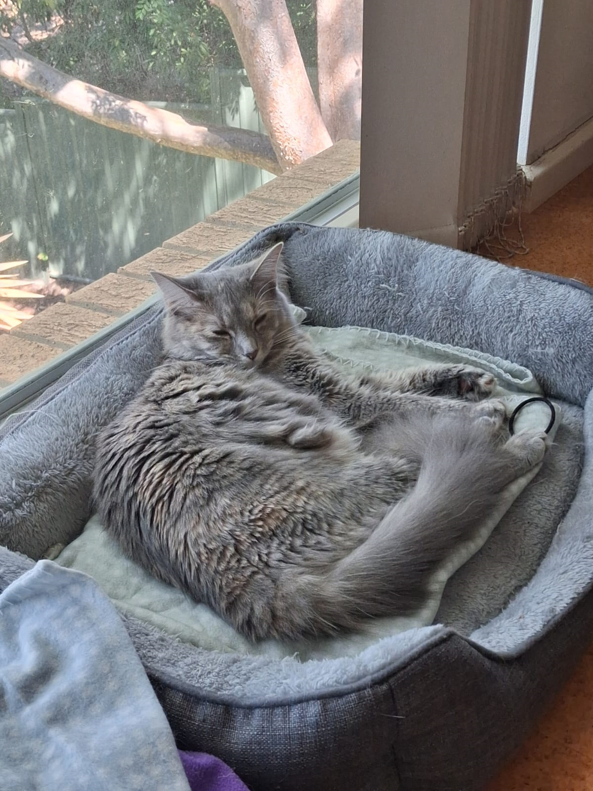 Lost Grey Cat with Fluffy Tail - Woden