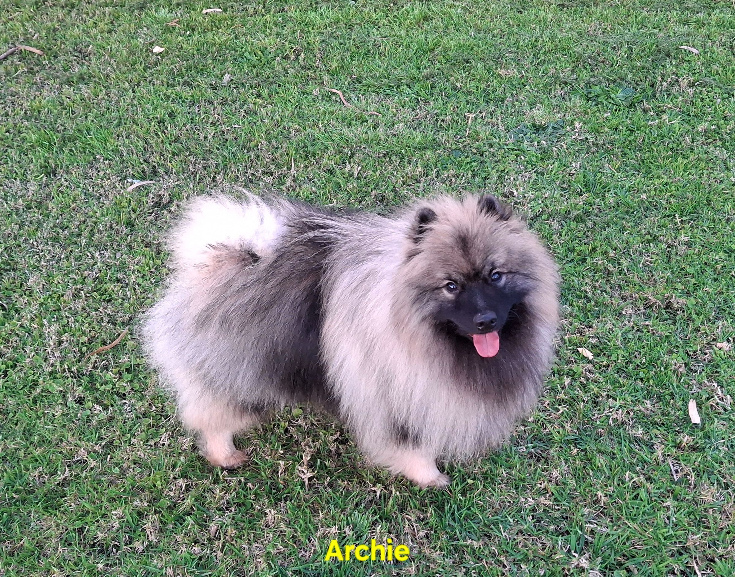 Lost: Shy Silver & Black Dog Archie