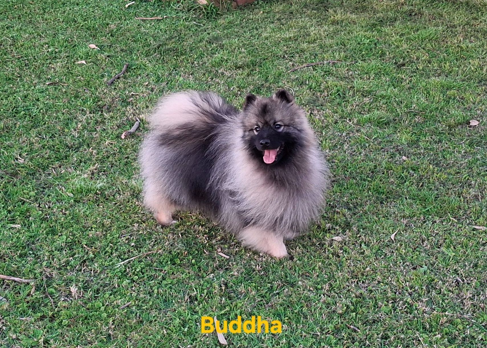 Lost Dog Buddha: Silver & Black, Friendly