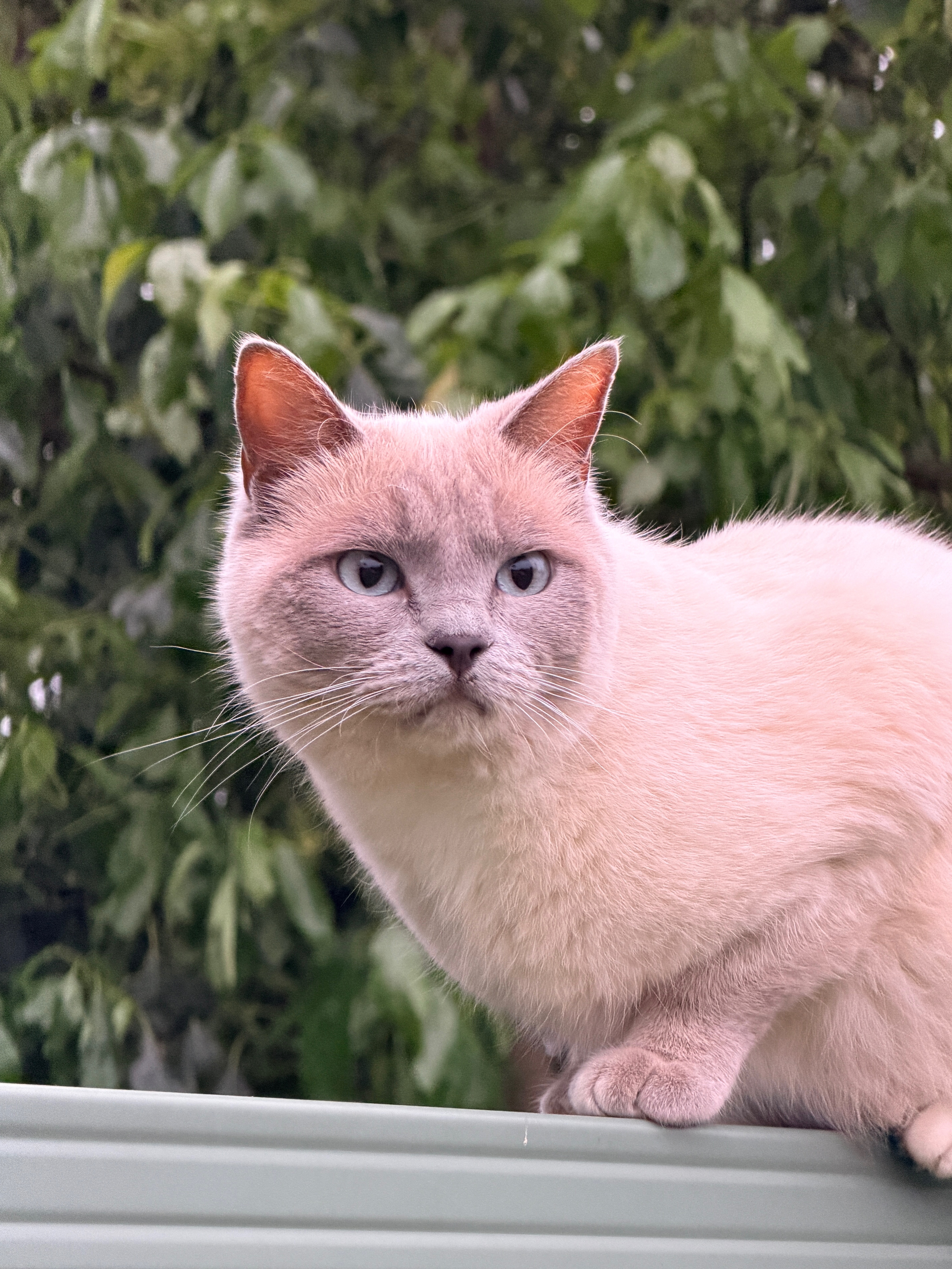 Missing: Cream Burmese/Ragdoll Cat