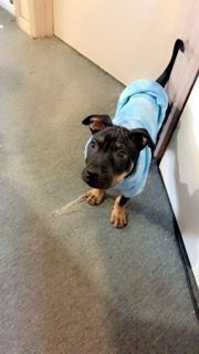 Help Find Bolt: Lost Puppy in Newcastle