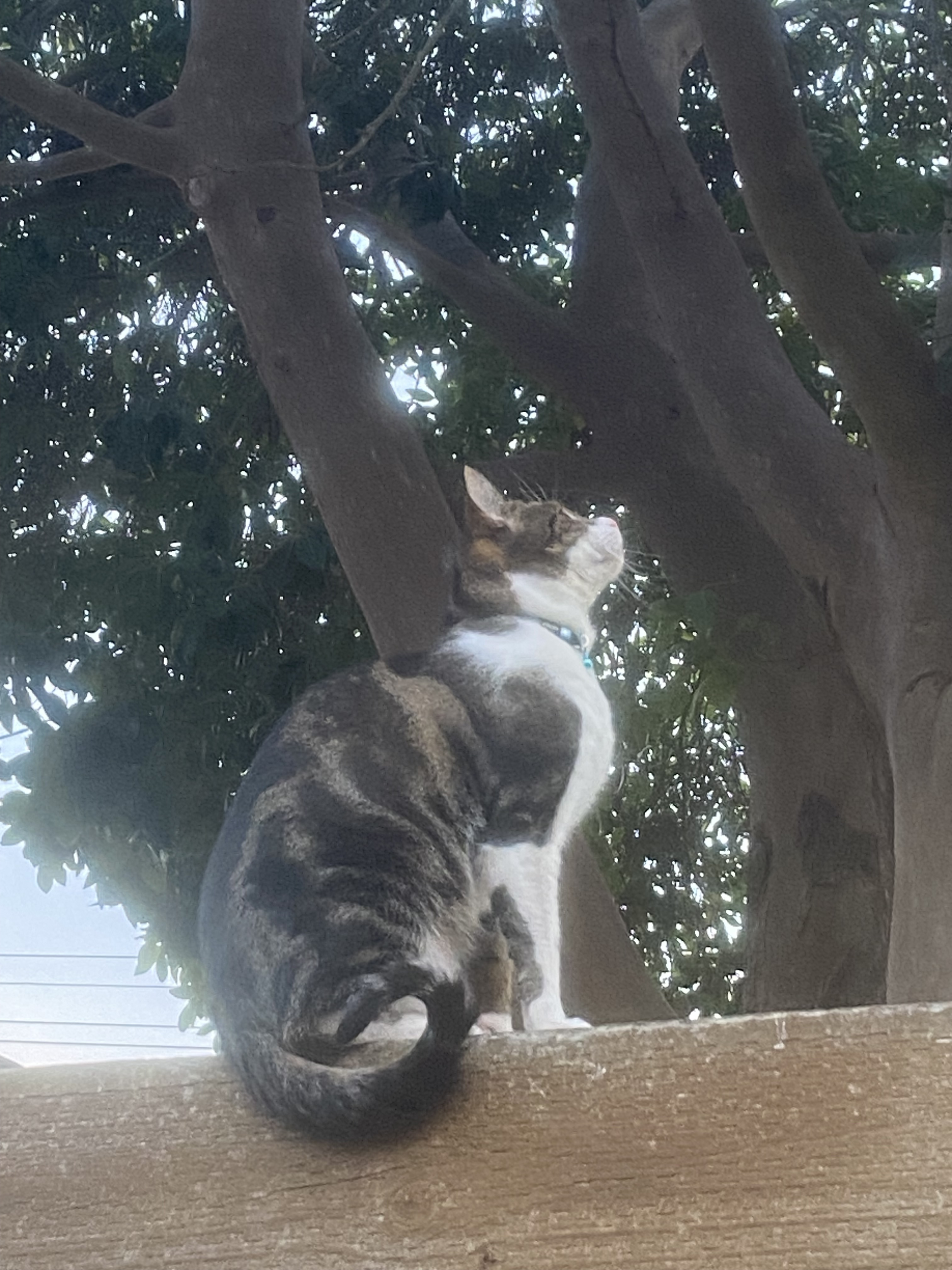 Lost Tabby: Pink Nose, Parkers Rd, Melb