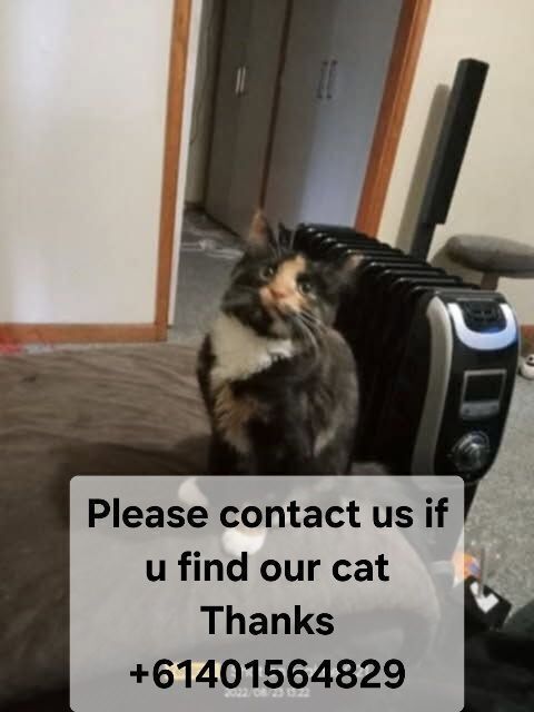 Lost Cat: Brown Mix, No Collar, Salisbury