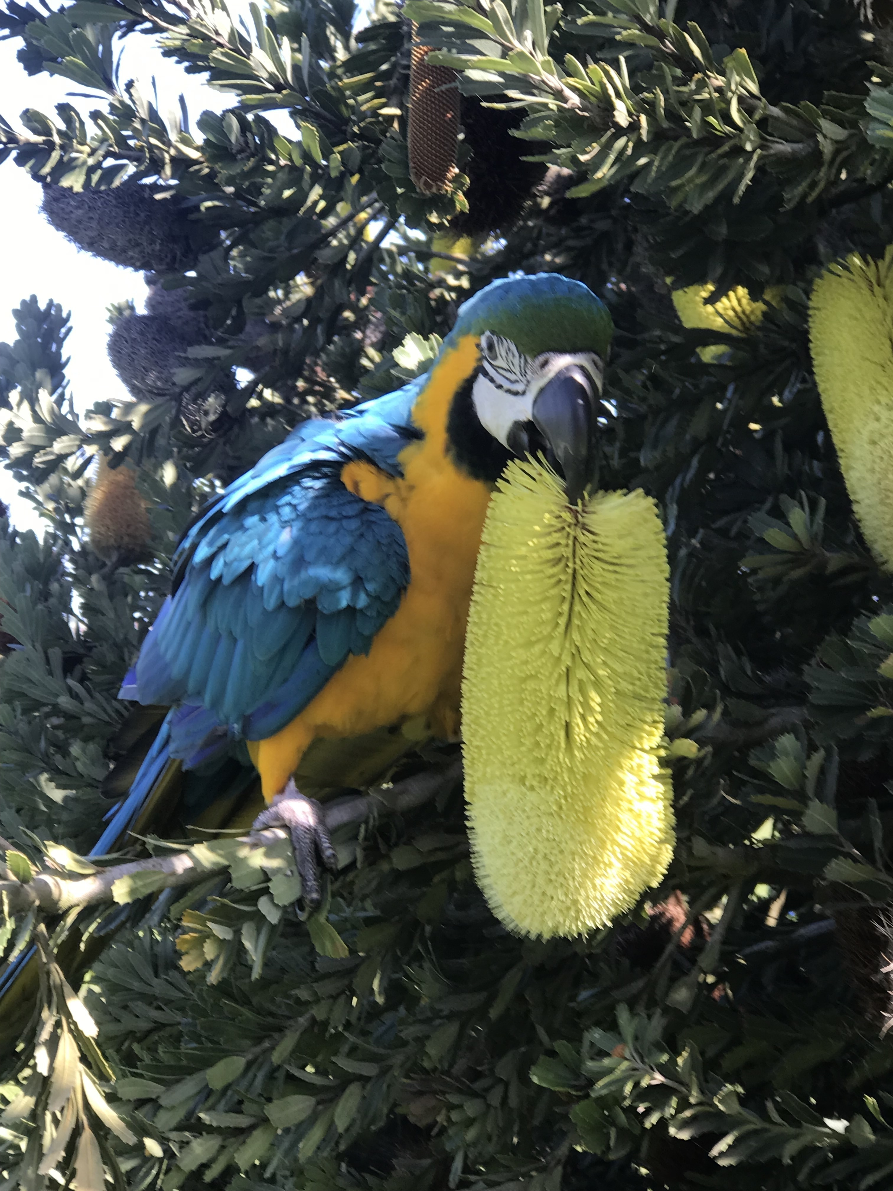Lost Macaw: Bobbi, Blue & Gold Beauty