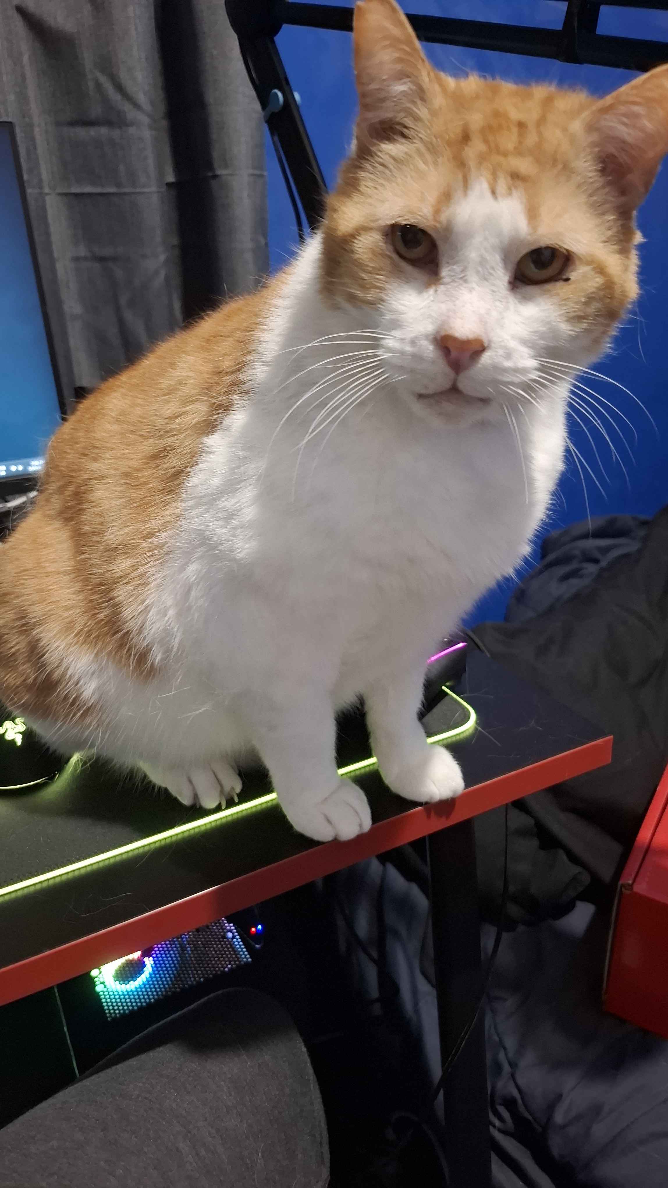 Ginger and white, with a small dark spot on his face. Quite timid, but very vocal once he's comfortable. Tipped ear.