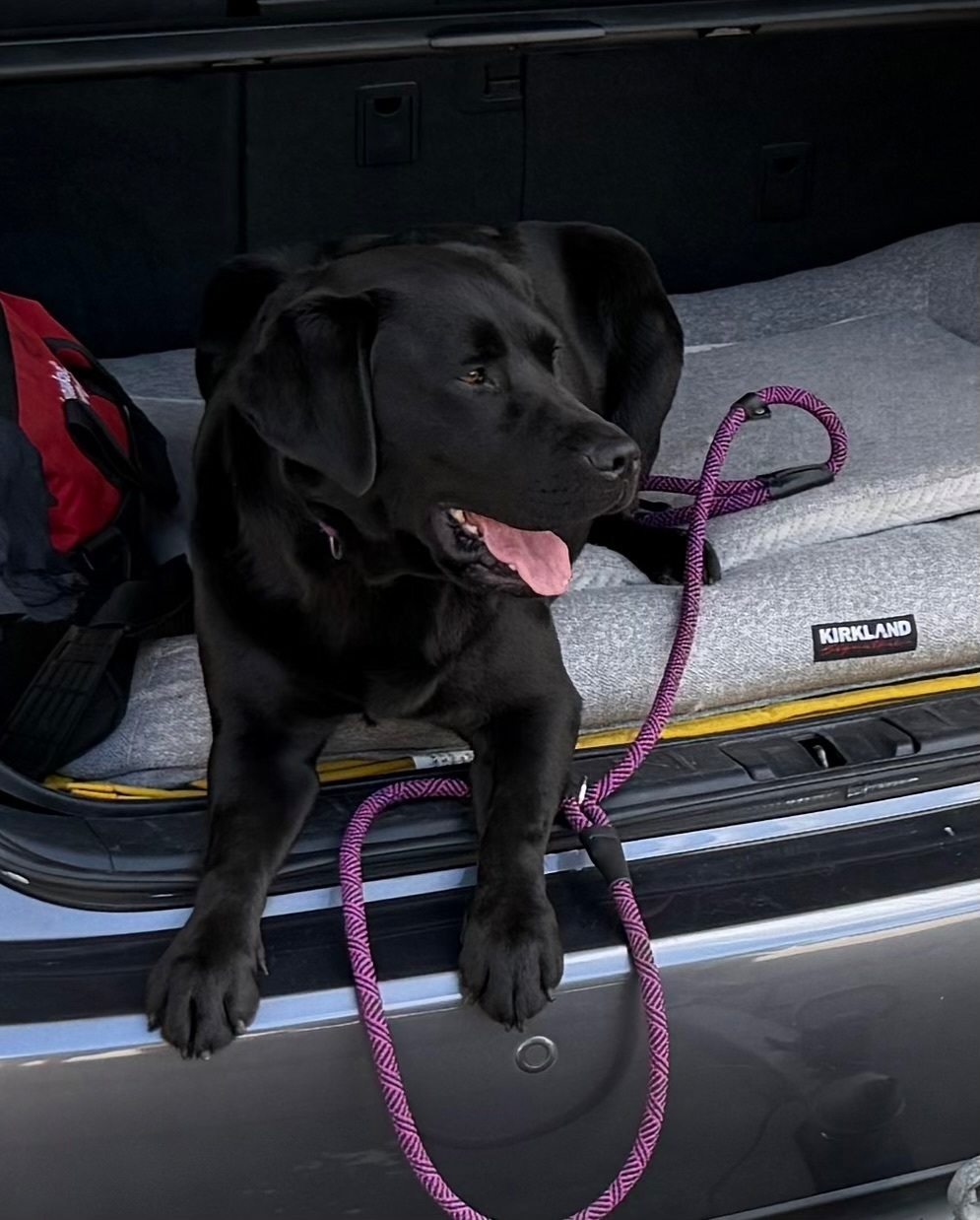 Lost Black Lab on Dillwynia Court