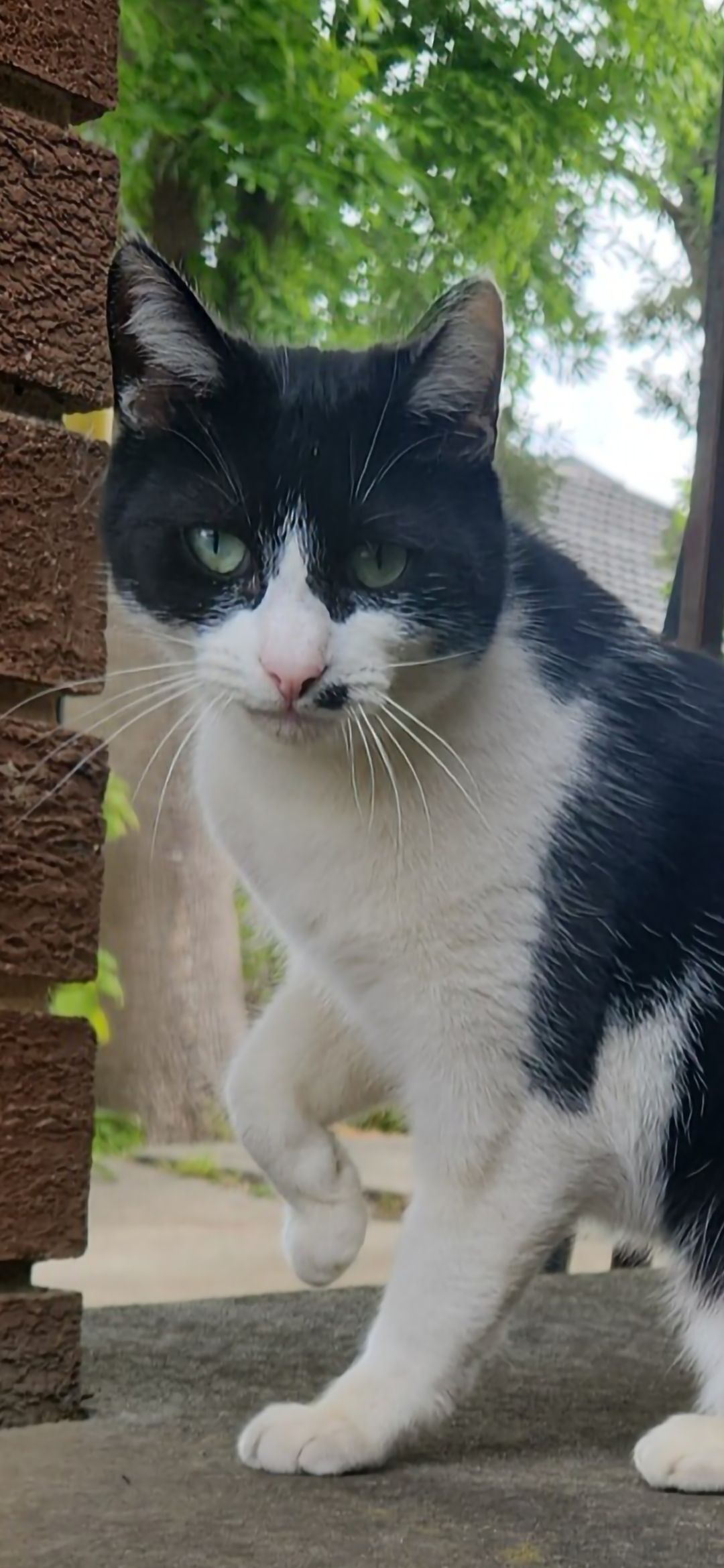 Help Find Zilly: Black & White Cat Lost