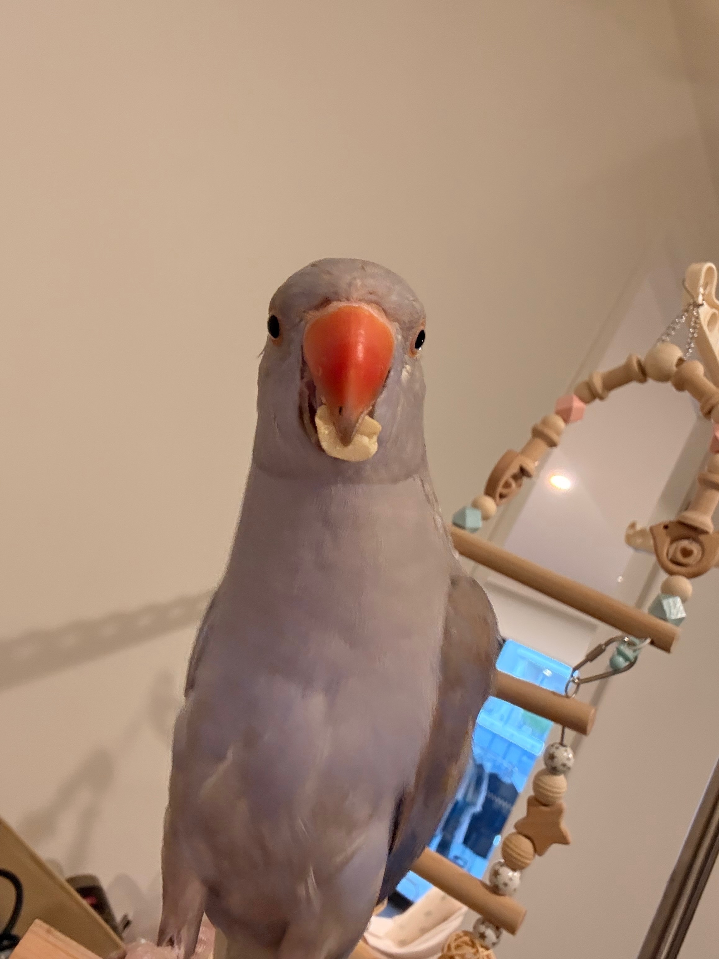 Friendly Lost Bird on Church Avenue