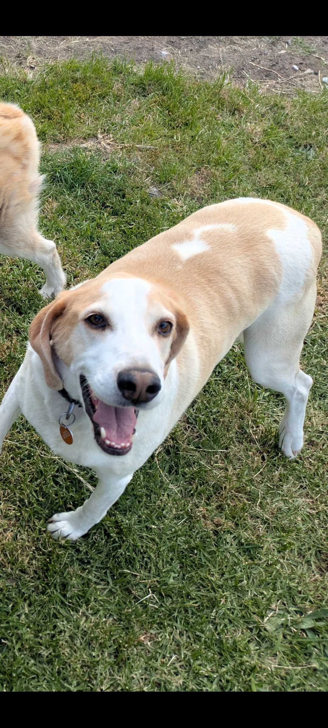 Lost Harrier: Large, Shy, Fremont Parade