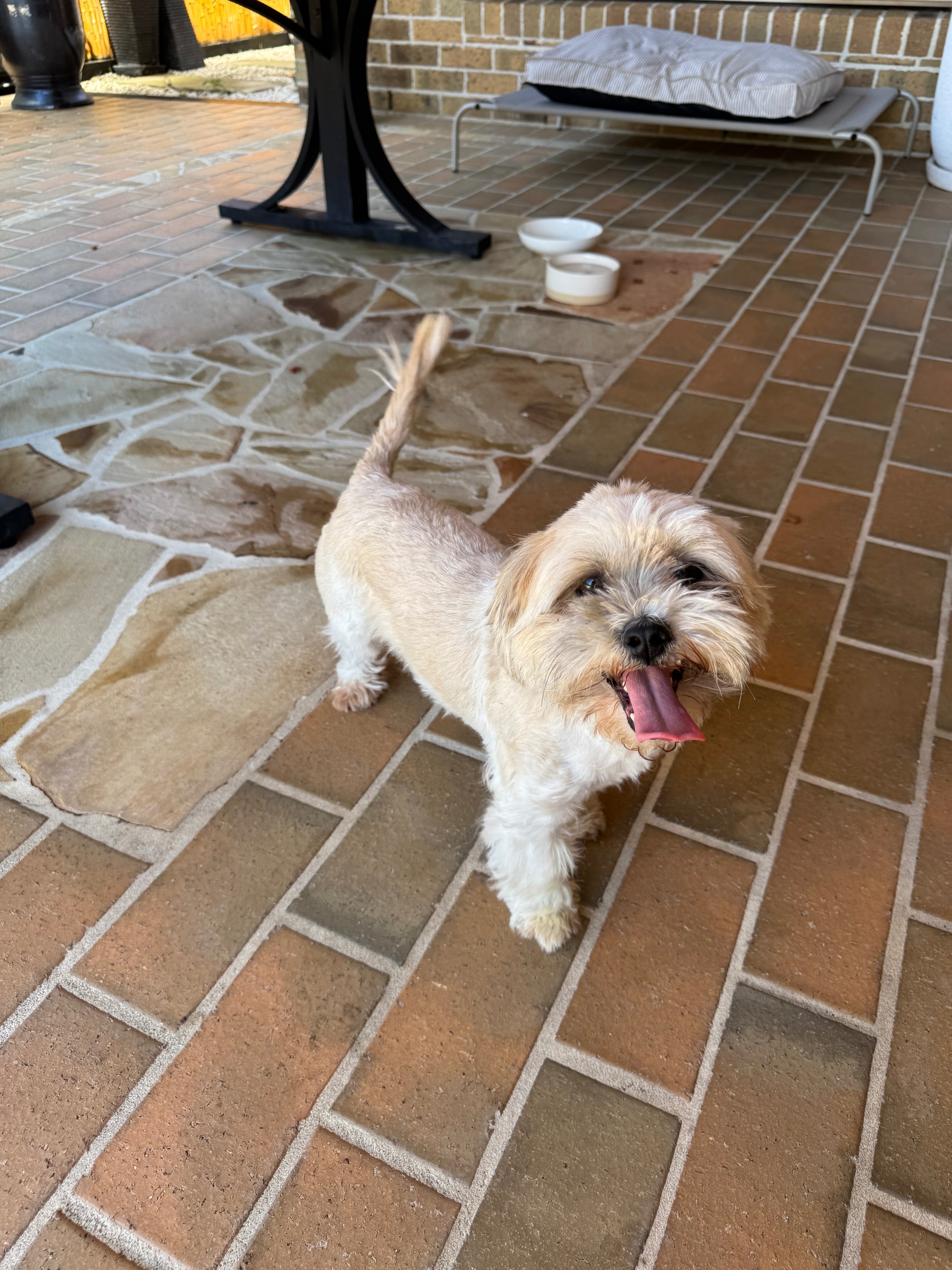 Lost & Found: Female Maltese i...