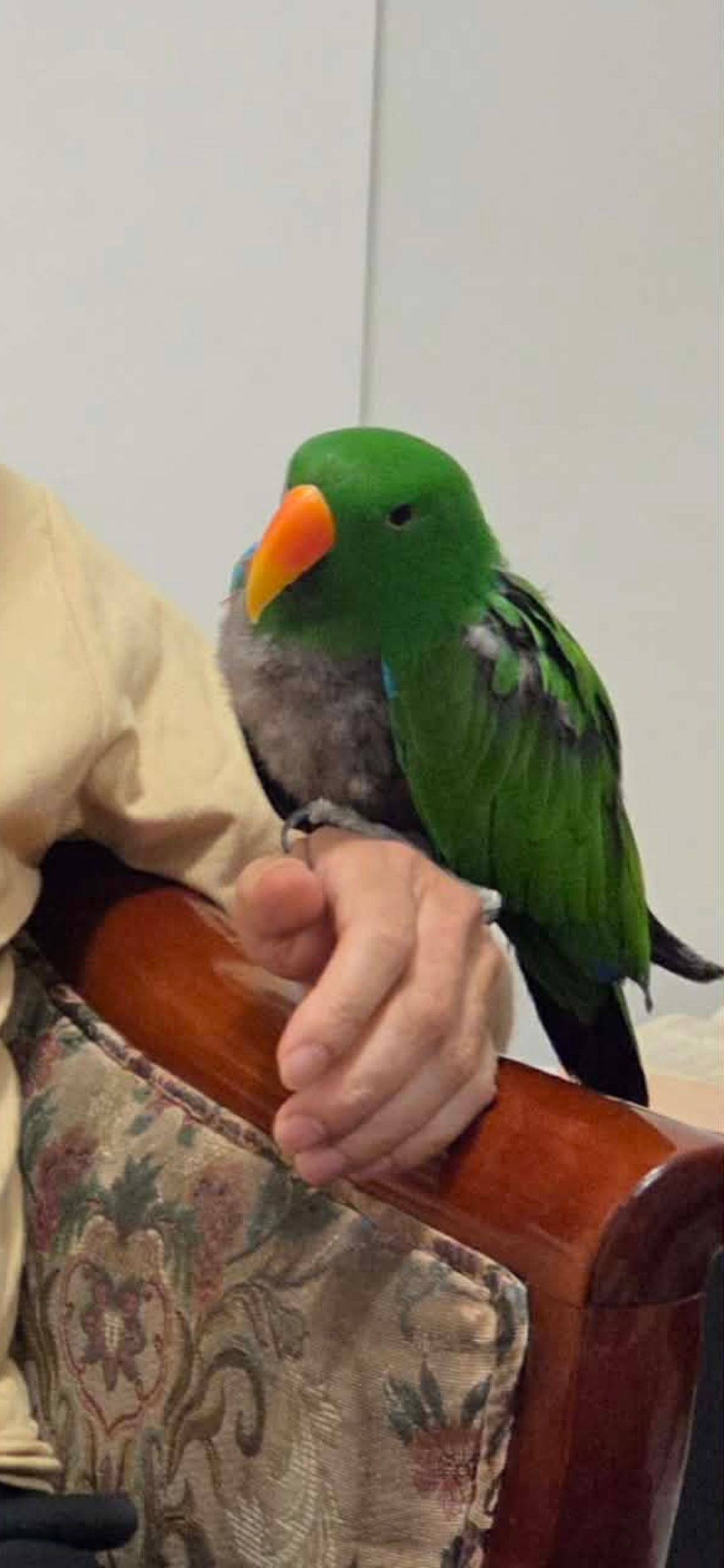 Lost Green Eclectus Parrot in Casey City