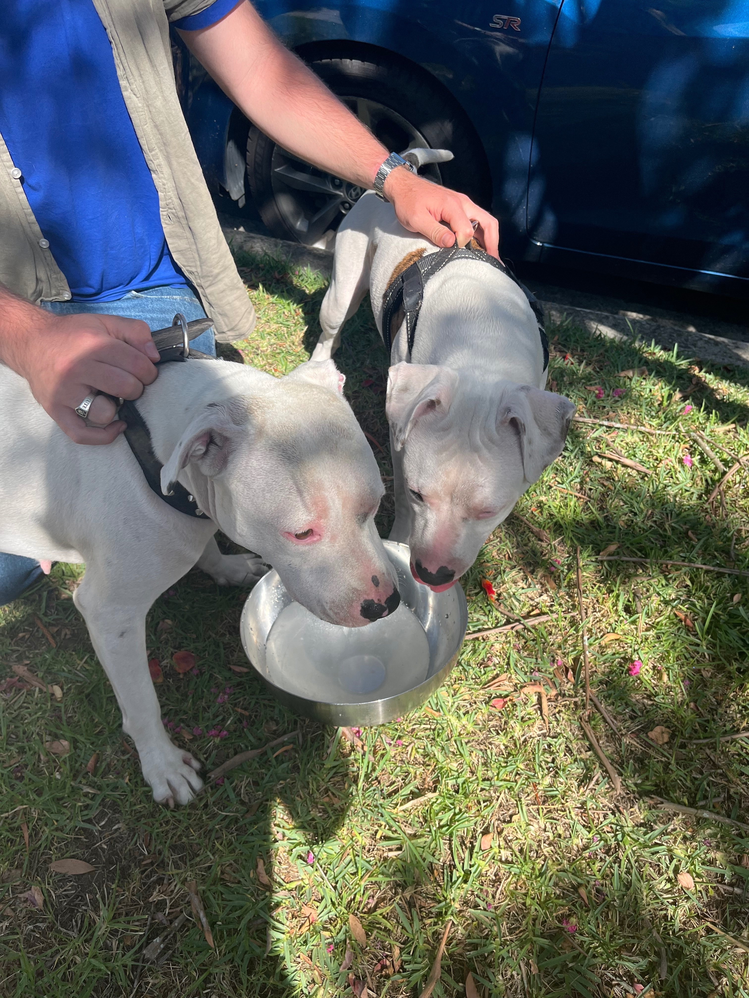 Found: Two Pittbull Staffies i...