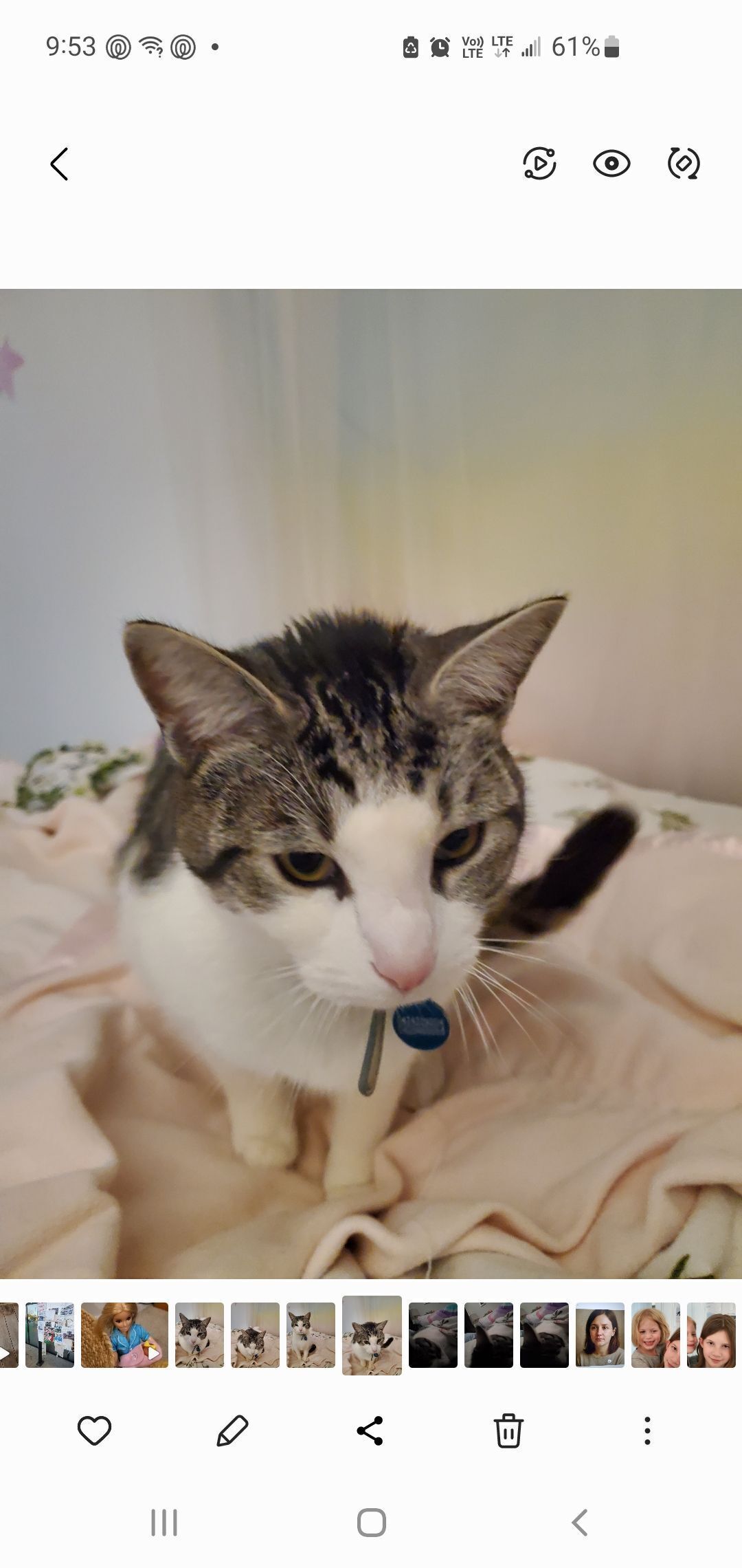 Lost Cat: Dusty with Pink Nose & Stripes