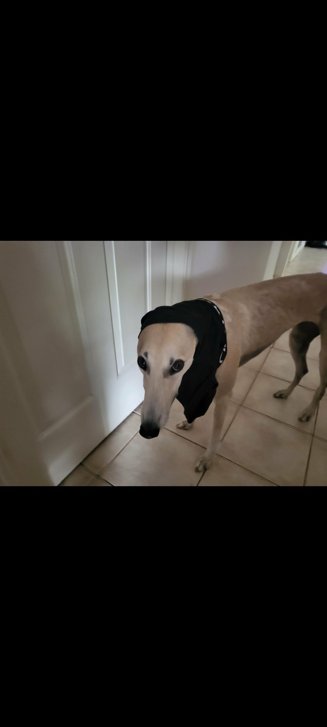 Lost Greyhound: Light Fawn, Black Markings