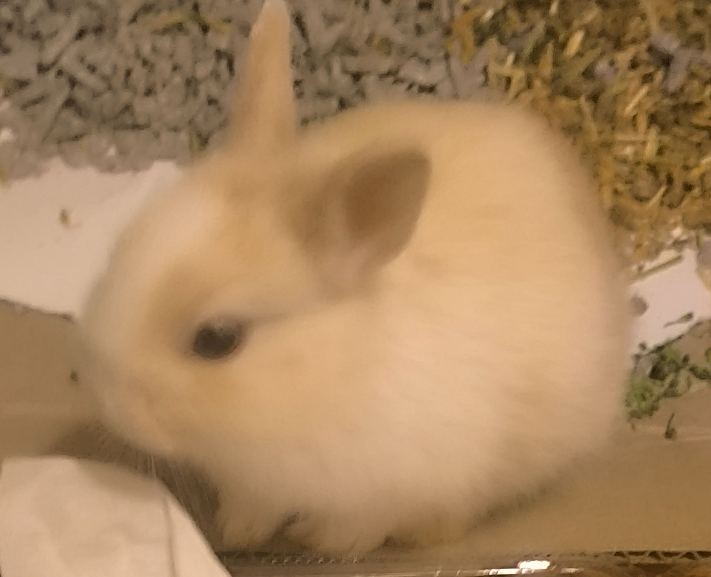 Lost Blue-Eyed Dwarf Rabbit in...
