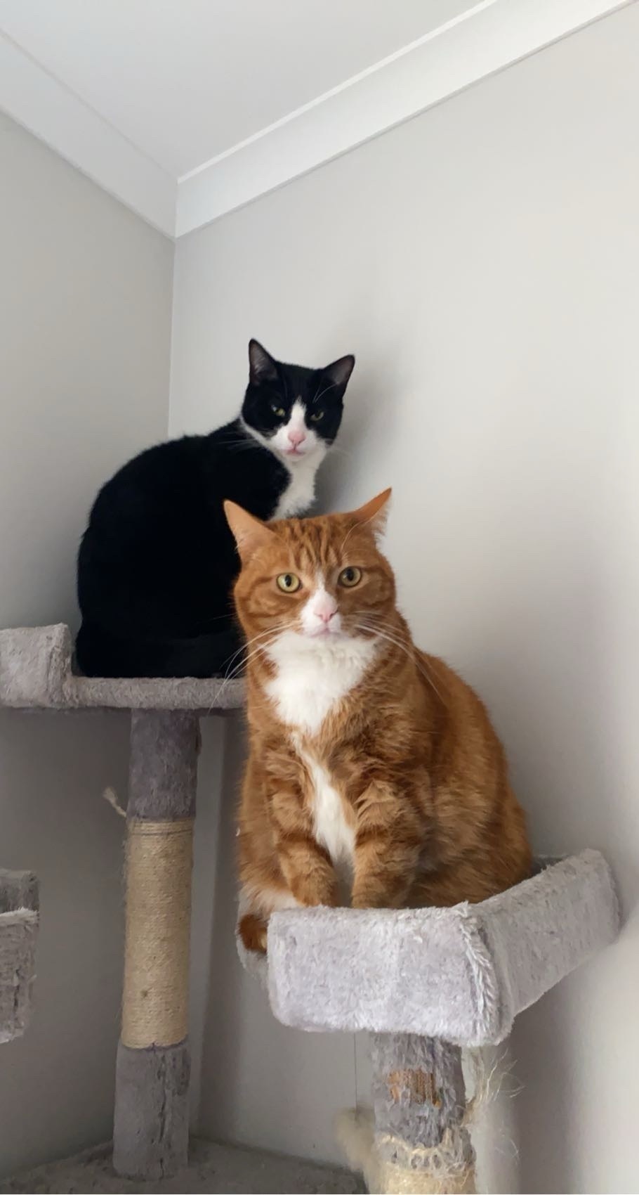 Lost Ginger Cat: Friendly & Loud Purr