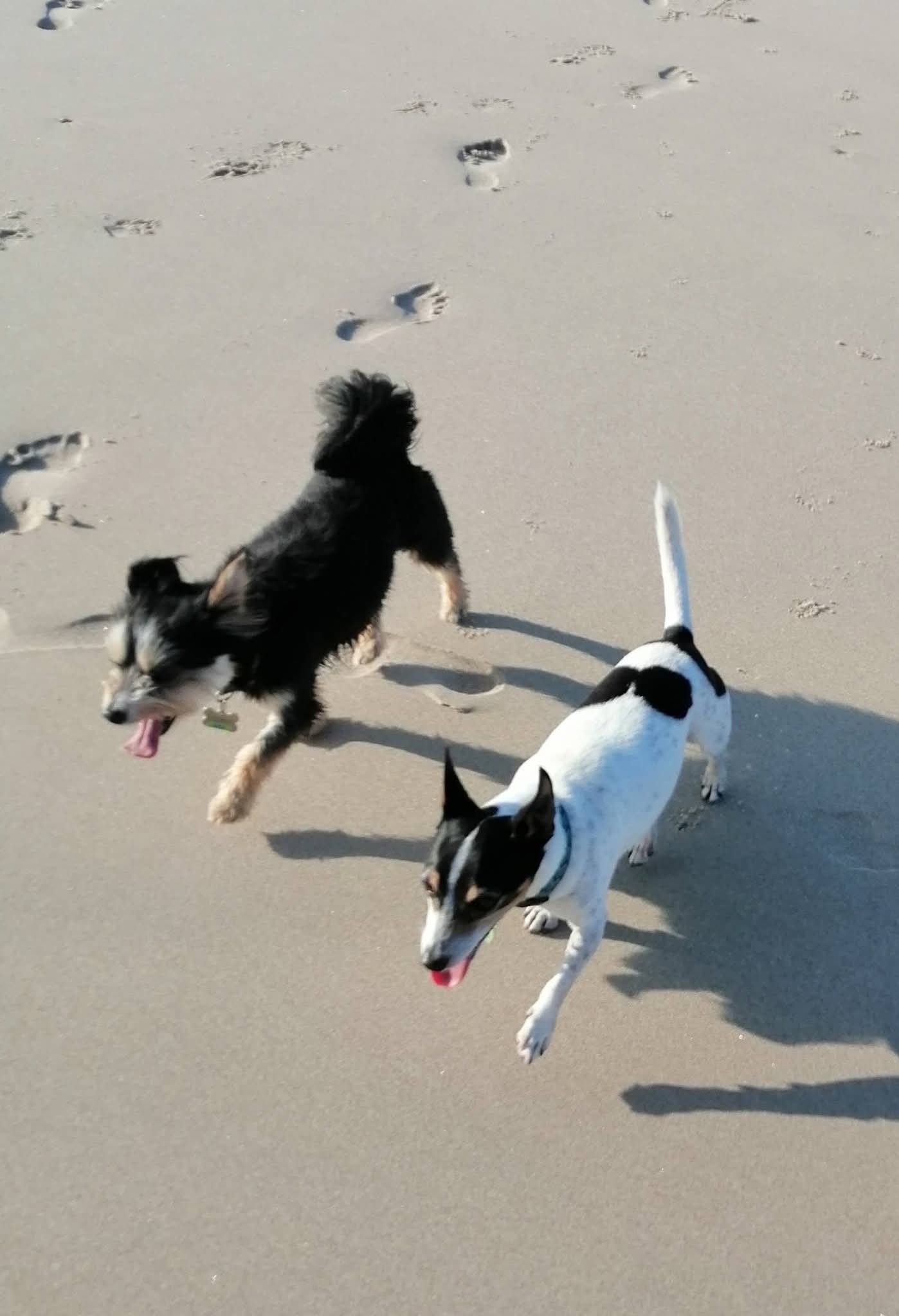 Lost Mini Foxie: Friendly & Adventurous