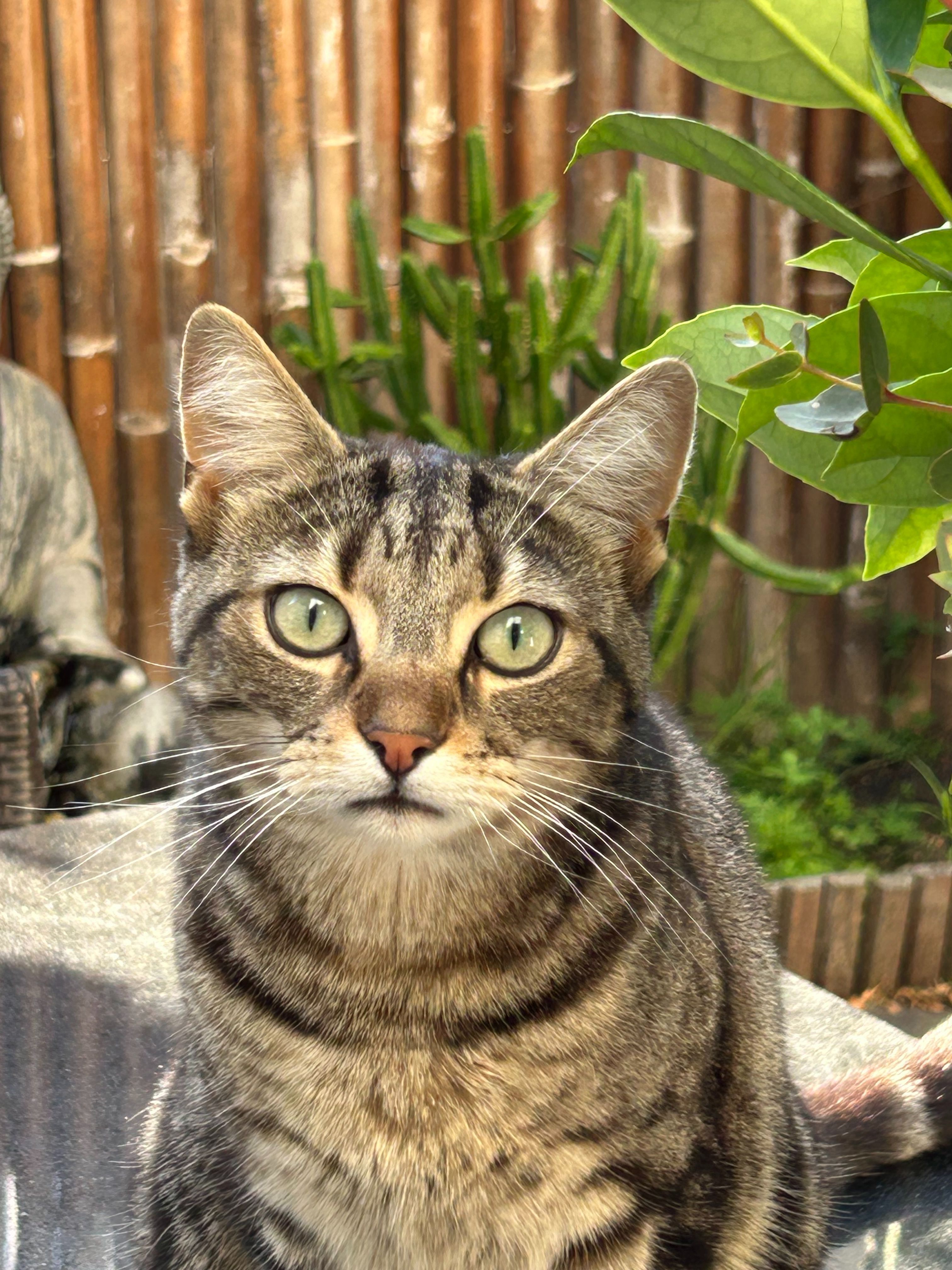 Lost: Shy Tabby with Green Eyes in Altona