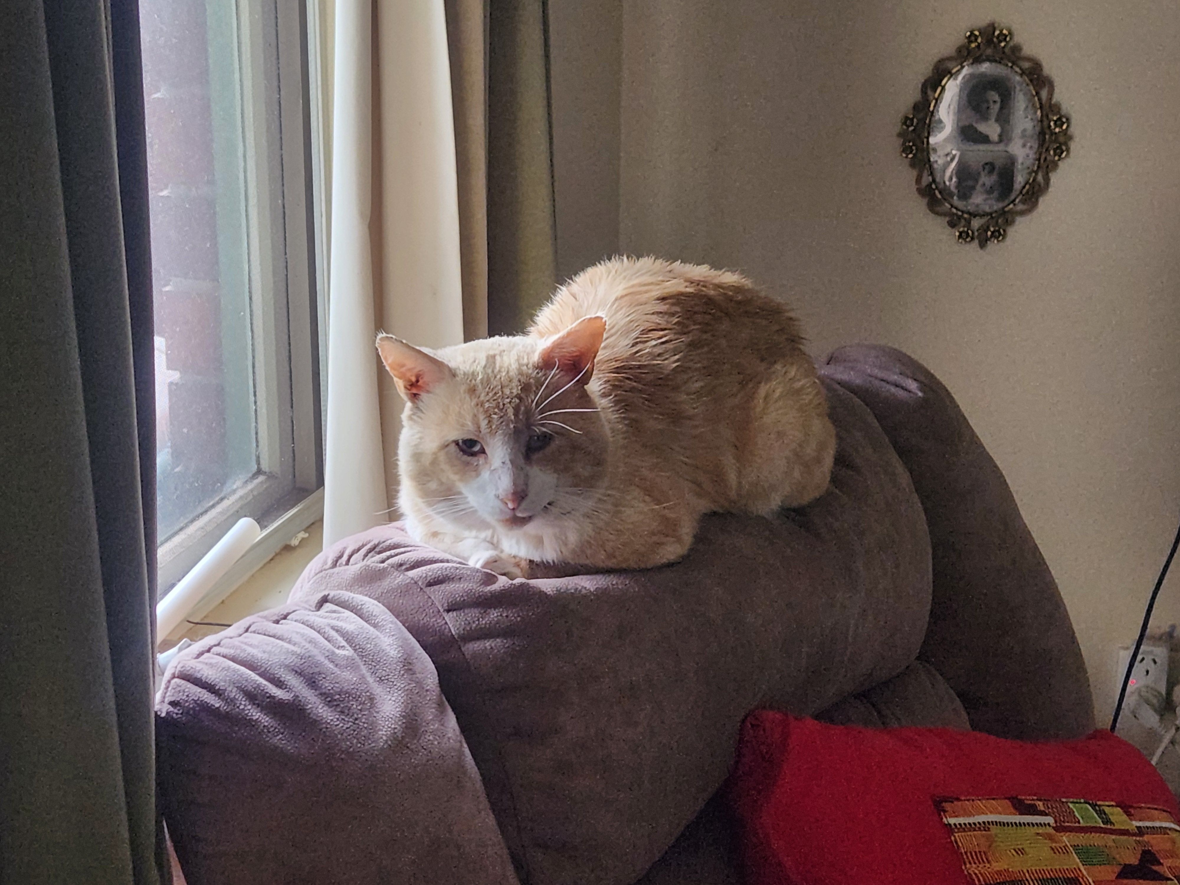 Help Find Our Shy Ginger Cat - Missing!