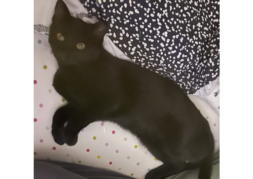 Lost 3-Year-Old Cat: Large & Silky