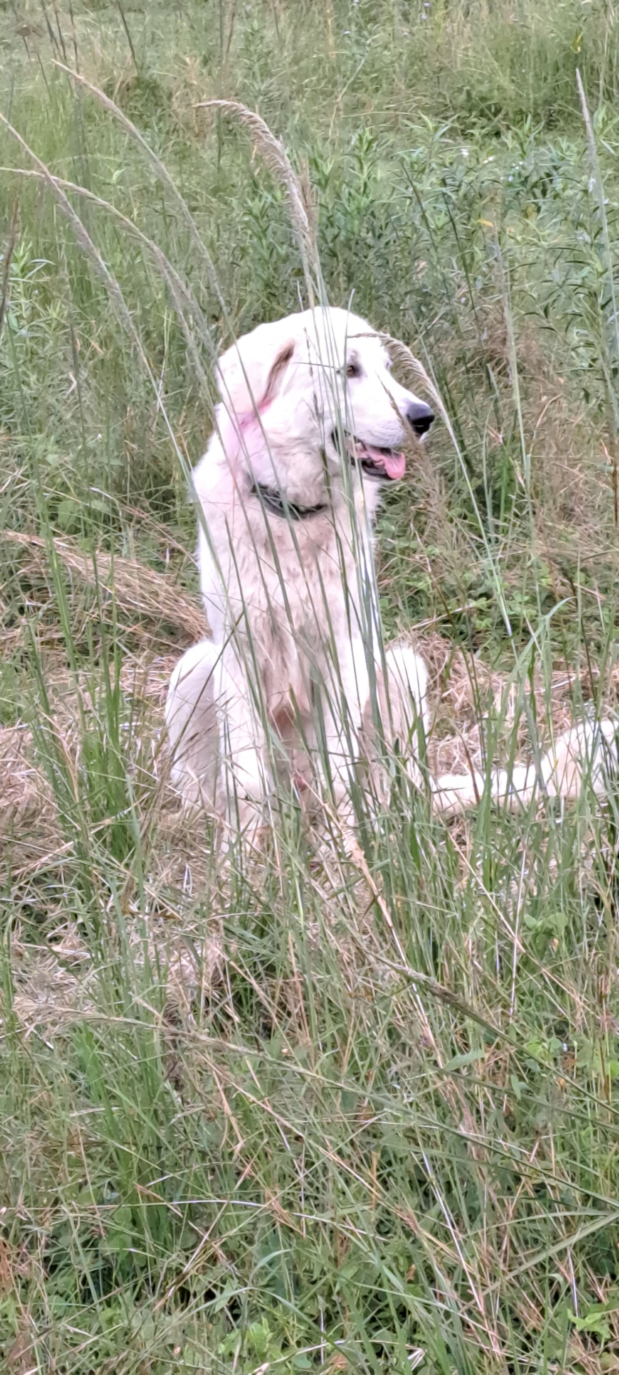 Lost White Dog with Unique Feet - Gympie