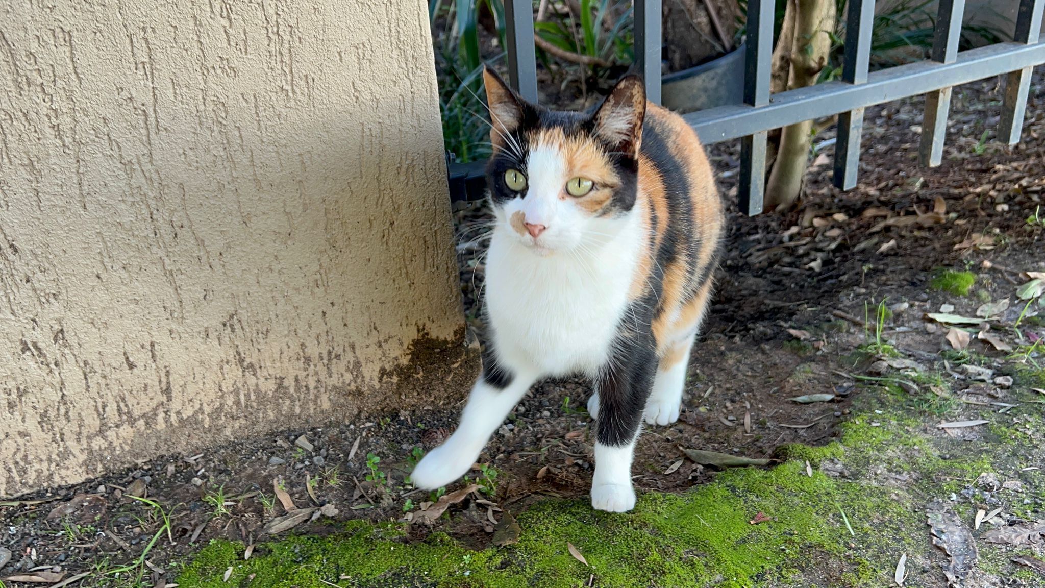 Help Reunite Calico Sisters Near Carlingford