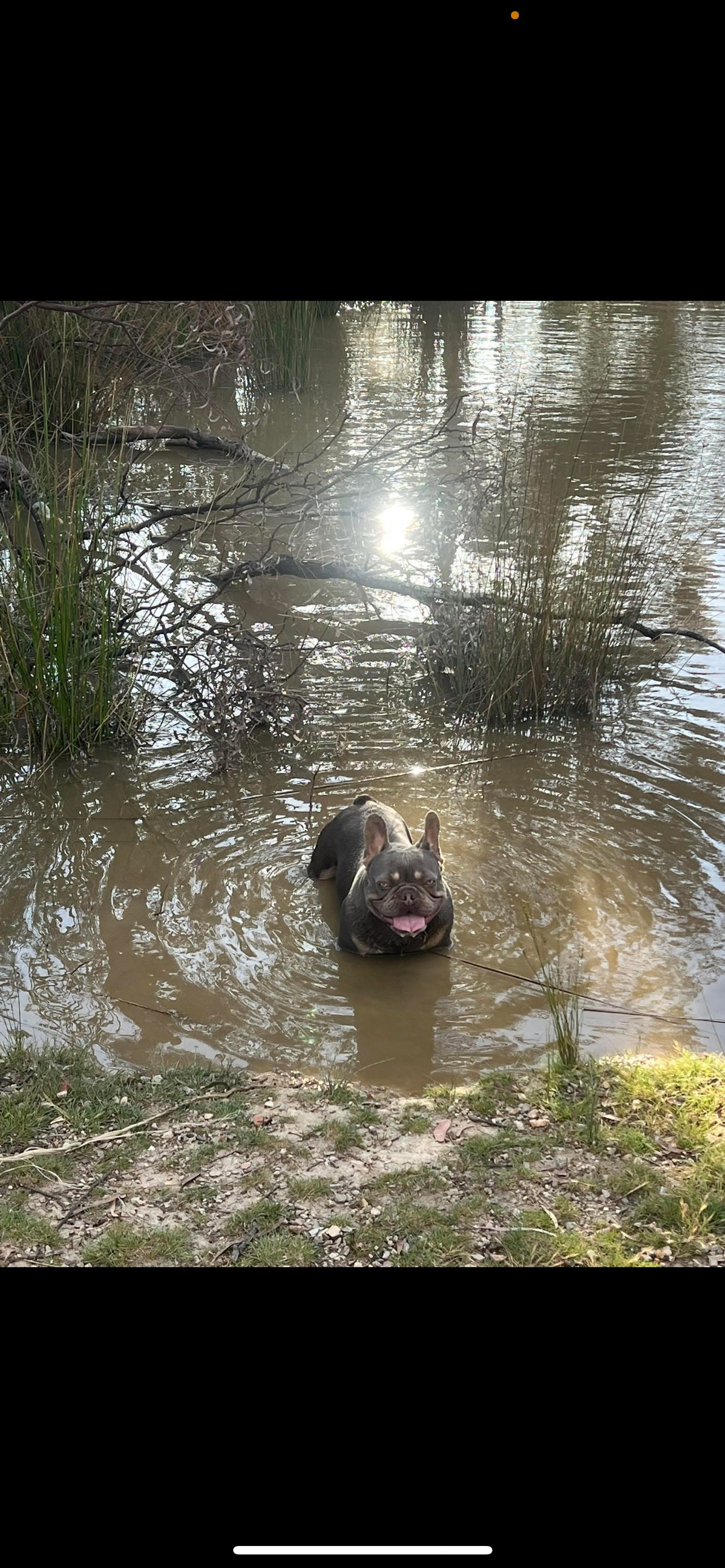 Lost Lilac Frenchie Zeek in Goulburn!