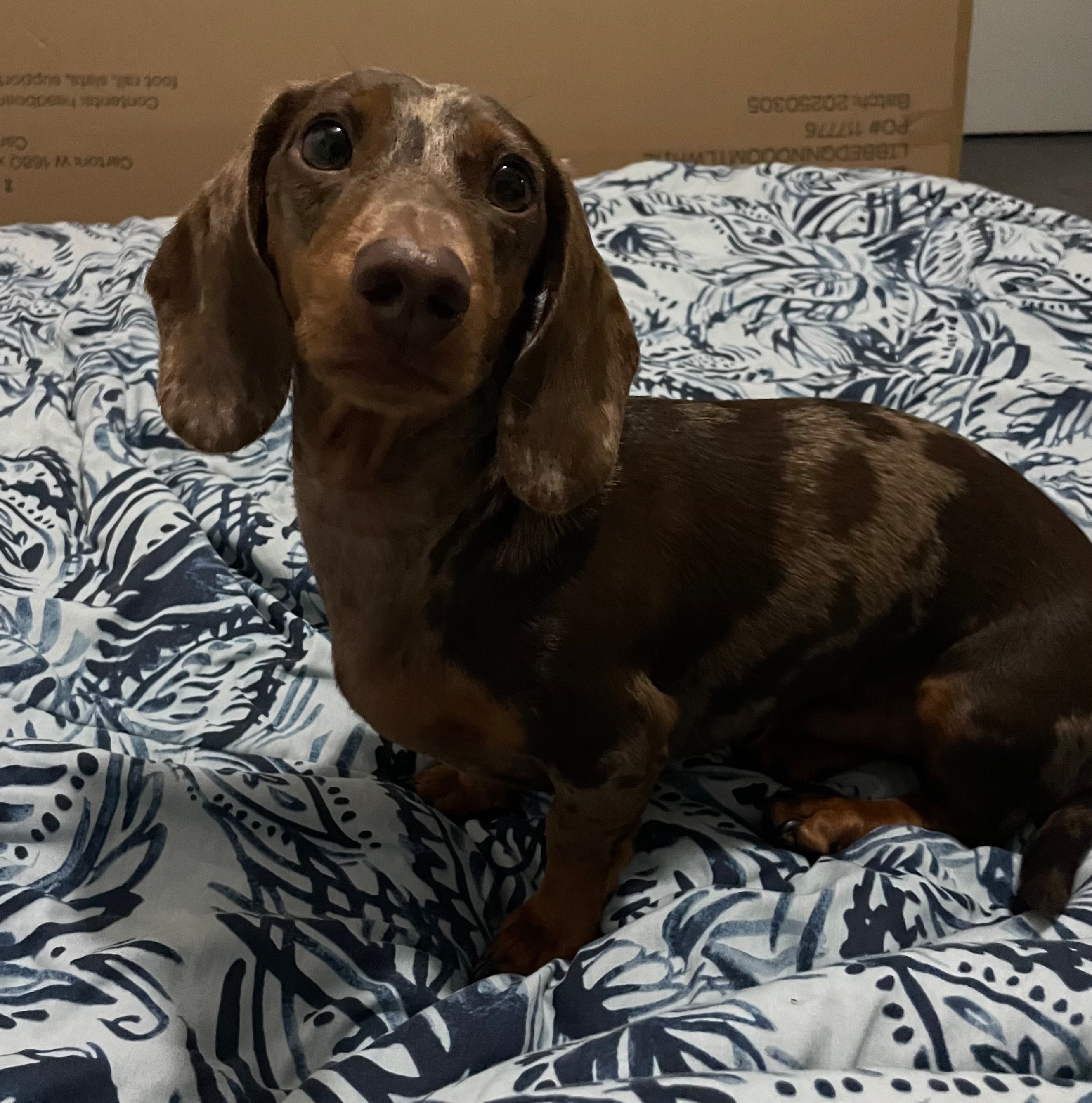 Help Find Theo: Timid Dog Lost in Brisbane