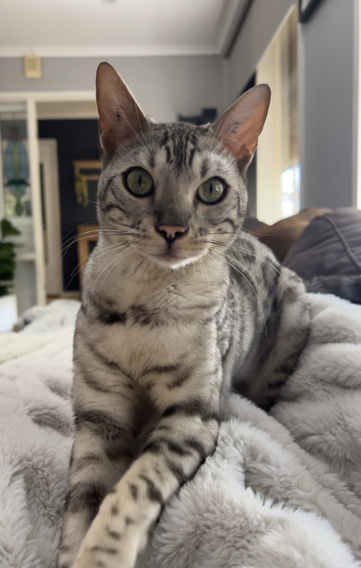 Lost Silver Bengal Cat in Reynella