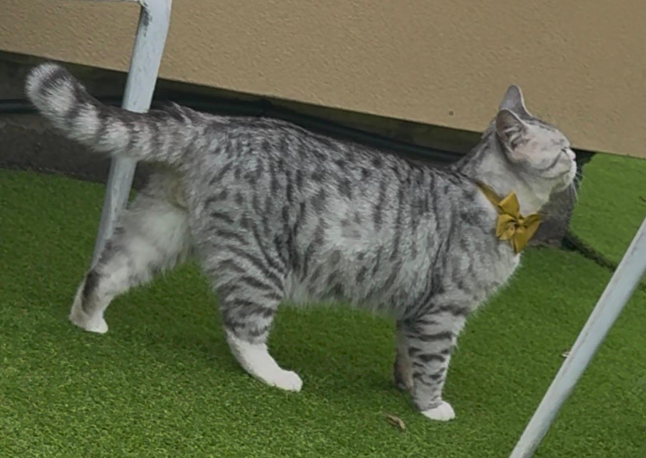 Lost Cat: Golden Eyes & Bow - Merri-Bek