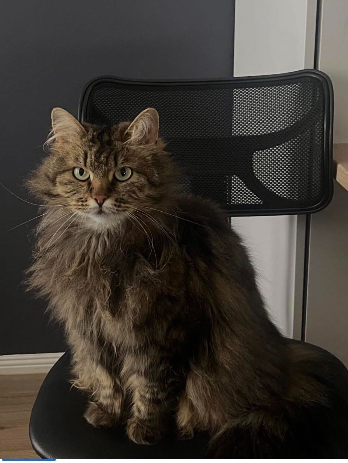 Lost: Friendly Siberian Tabby in Hume