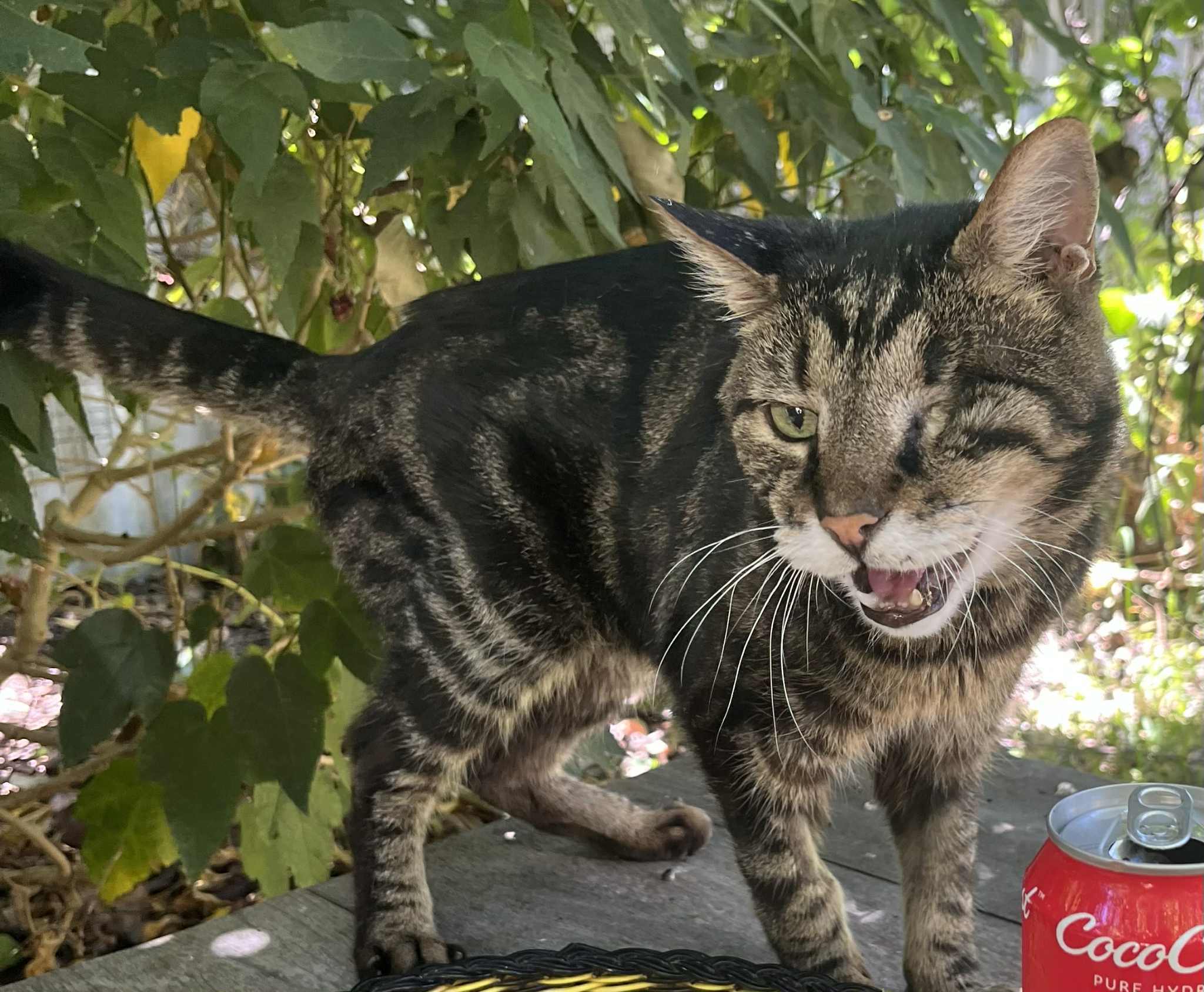 Missing: 17-Year-Old One-Eyed Tabby