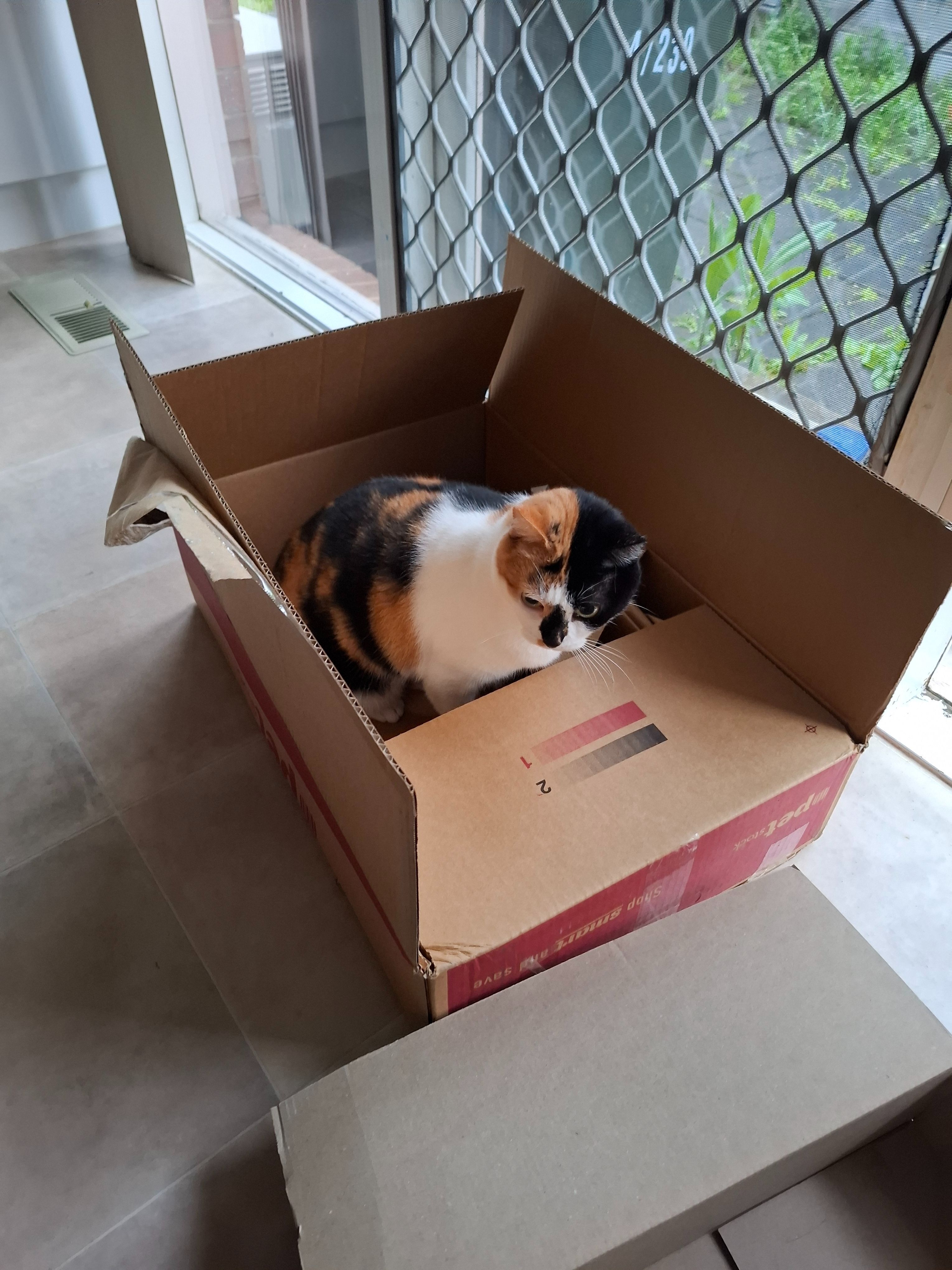 Lost Timid Tortoiseshell Cat in Manningham