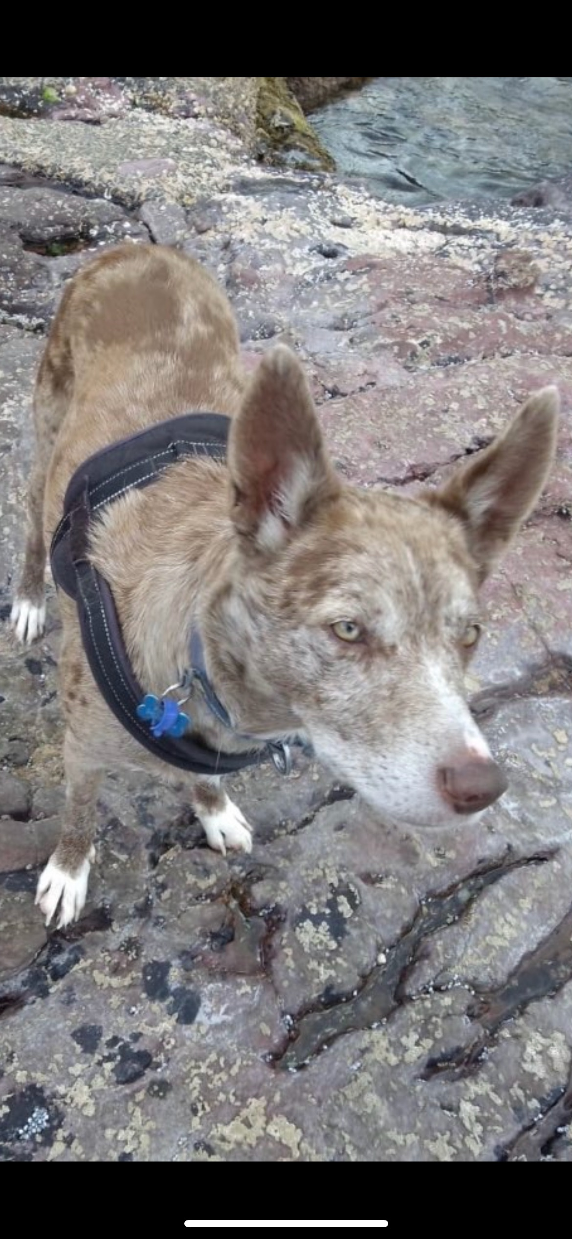 Lost Dog in Mystery Bay, NSW