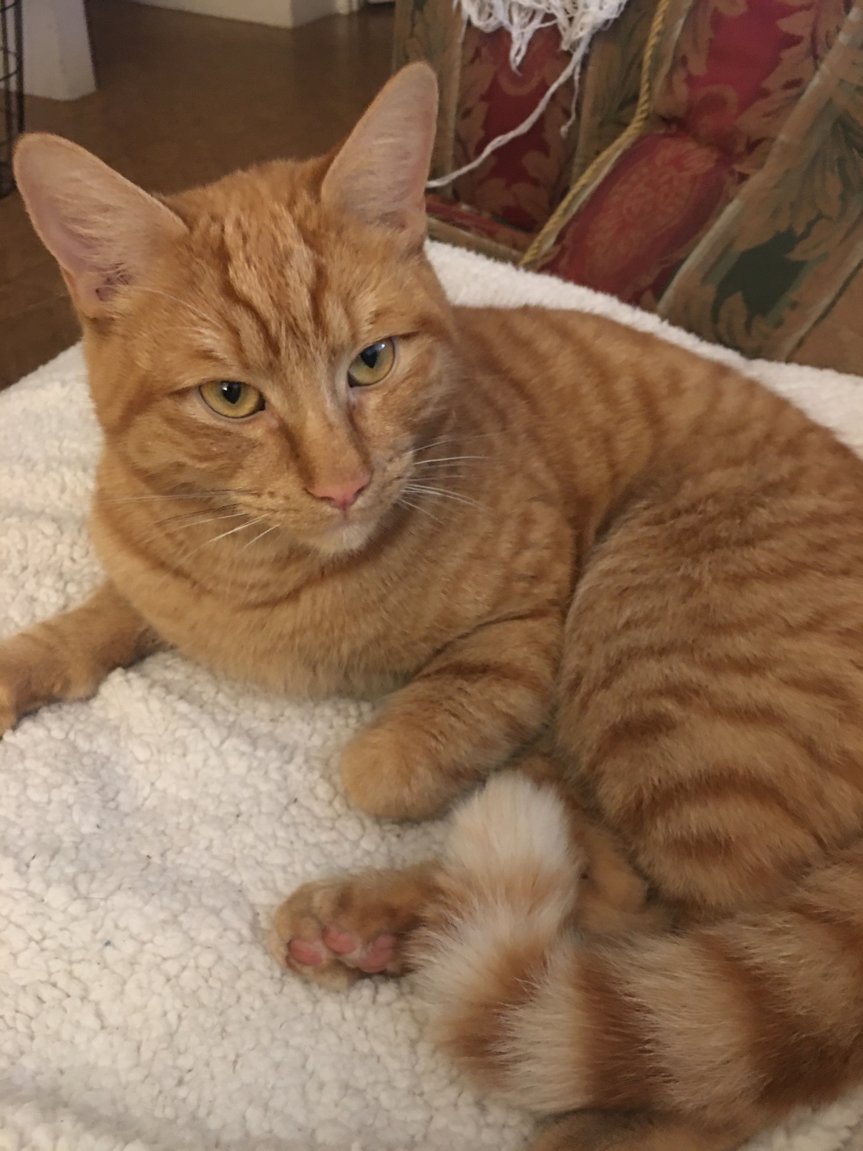 Lost Cat Near Stirling: Help Us Find Him!