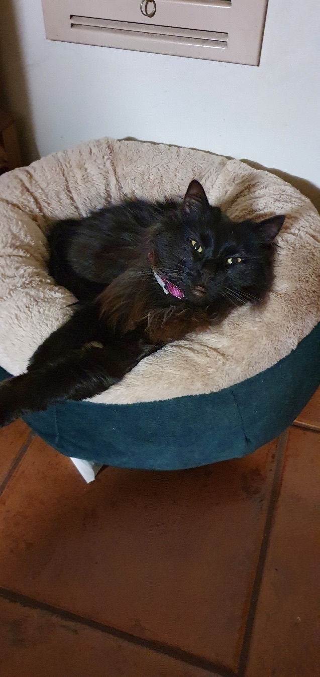 Lost Fluffy Cat: Ballarat, Pink Collar