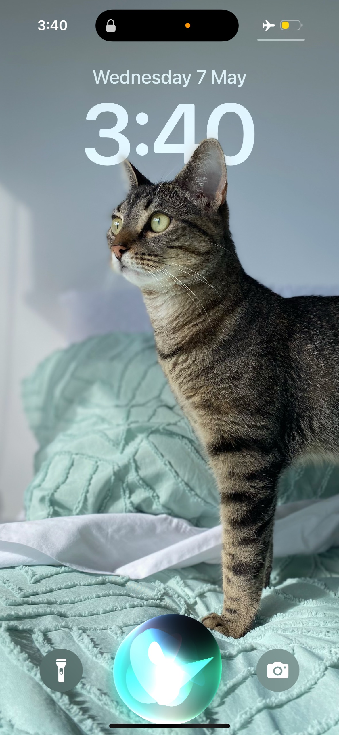 Lost Grey Tabby: Aria Missing in Salisbury