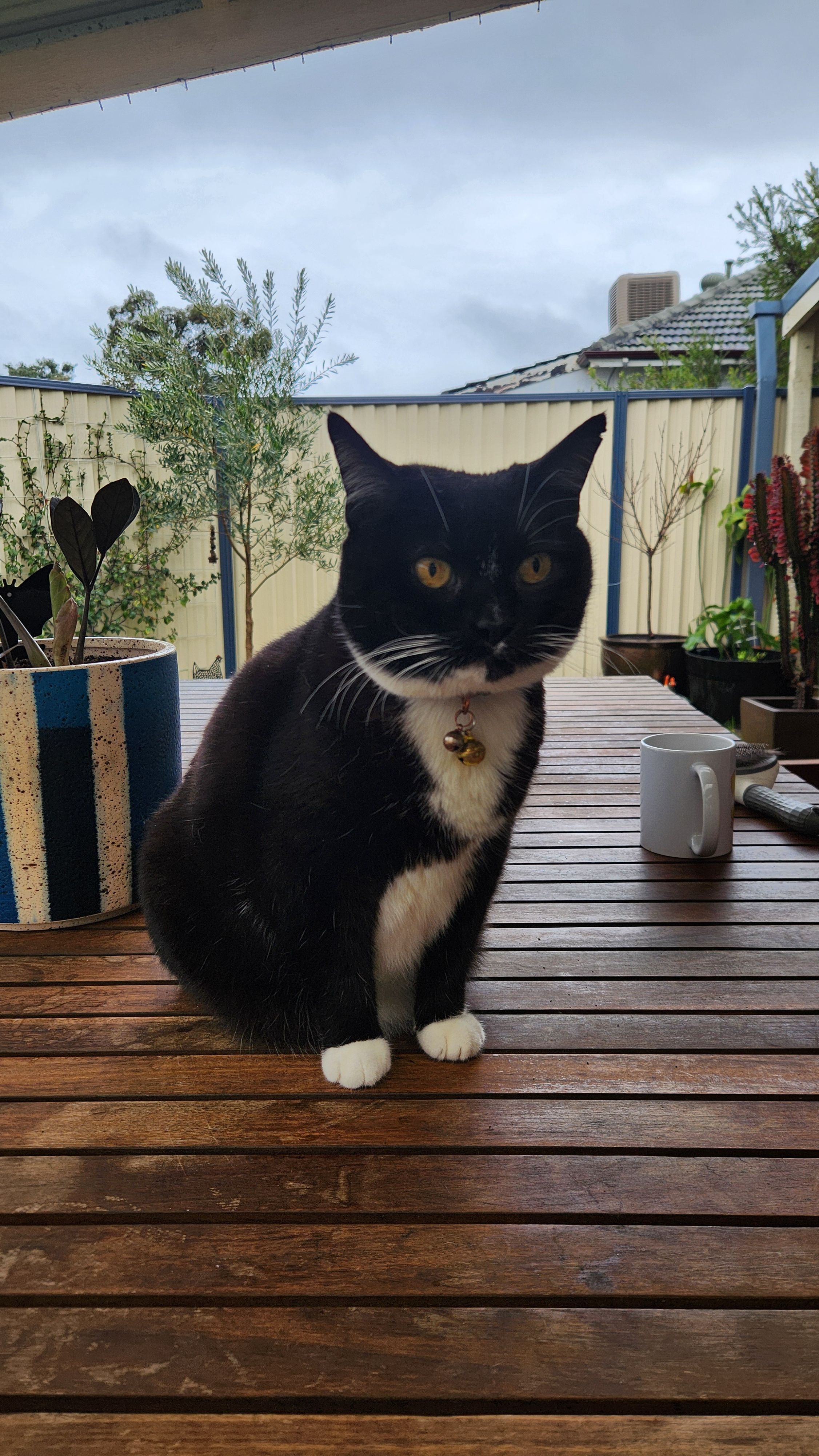 Our much loved 'Chicken' is a tuxedo cat with white socks, a pink collar and a small cut on her left ear. She has not been seen since Friday night (16/1) which is extremely unusual as she normally does not even leave the property.
