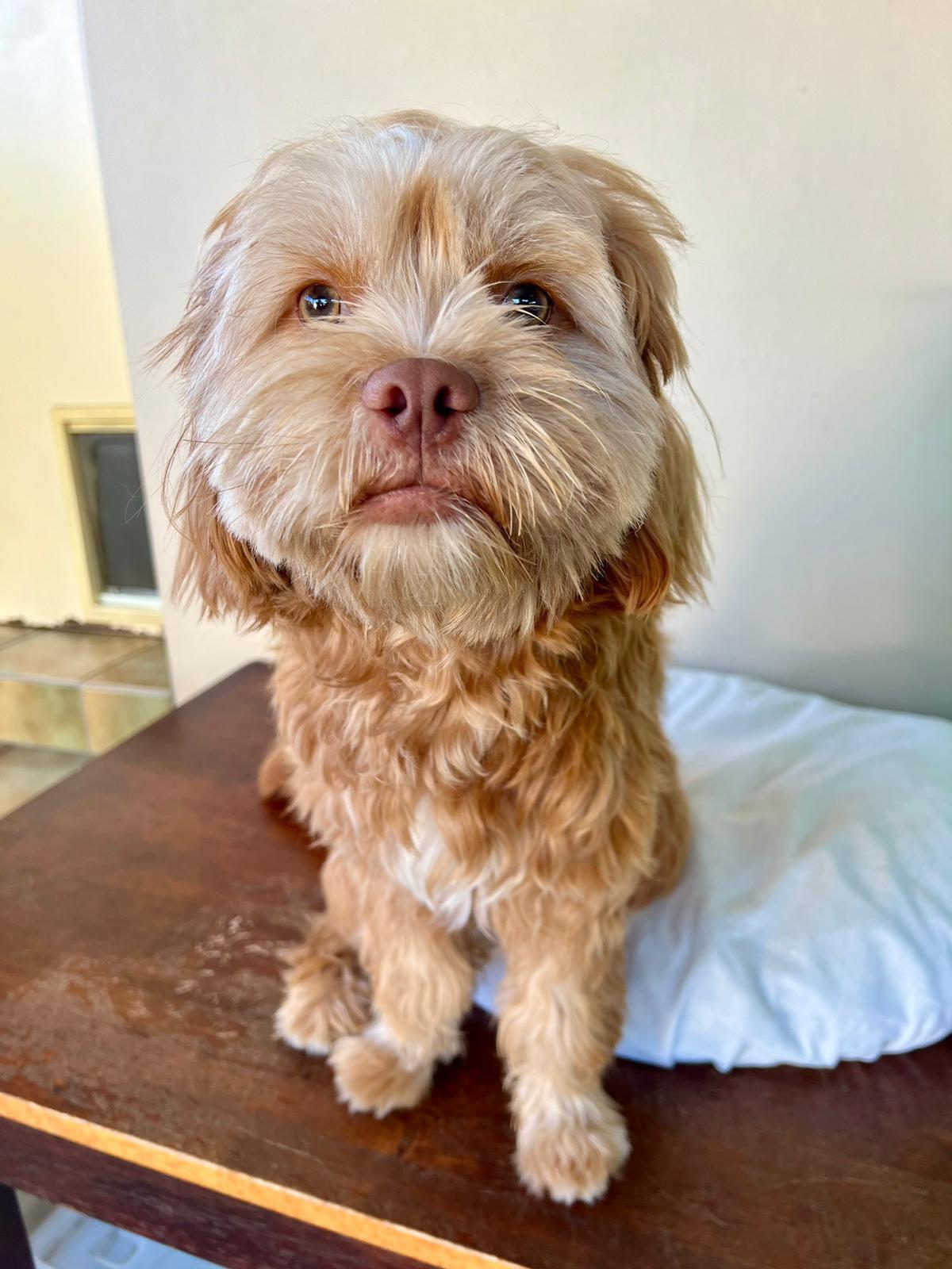 Lost Shoodle Toro: Last Seen in Chester Hill