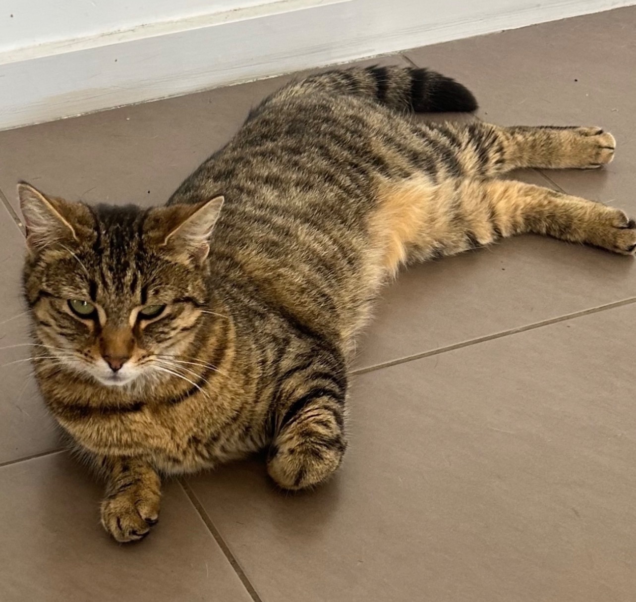 Help Find Sandy: Lost Tabby in Wyndham