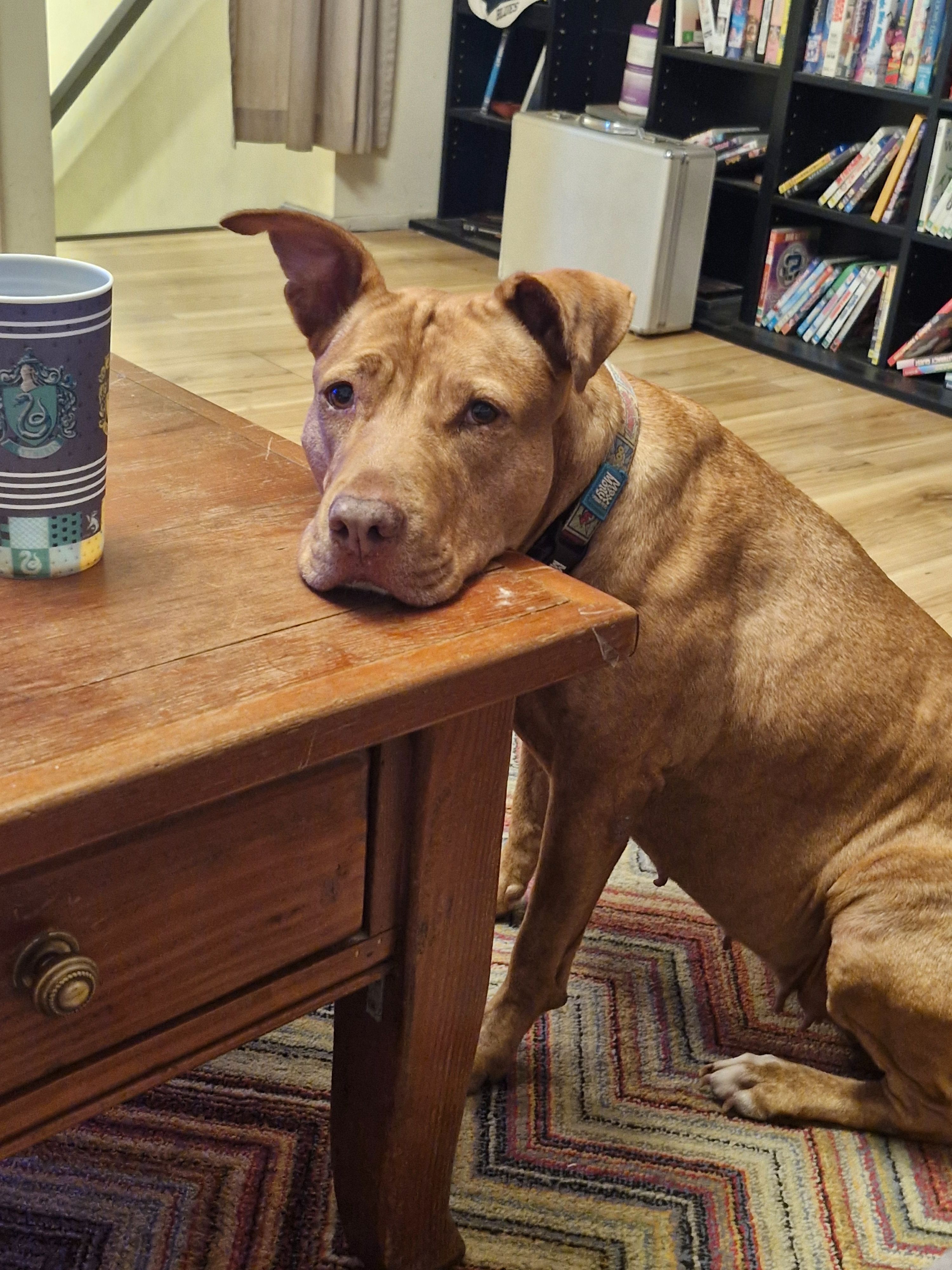 Lost Dog: Tan, White Toes, Balham Rd