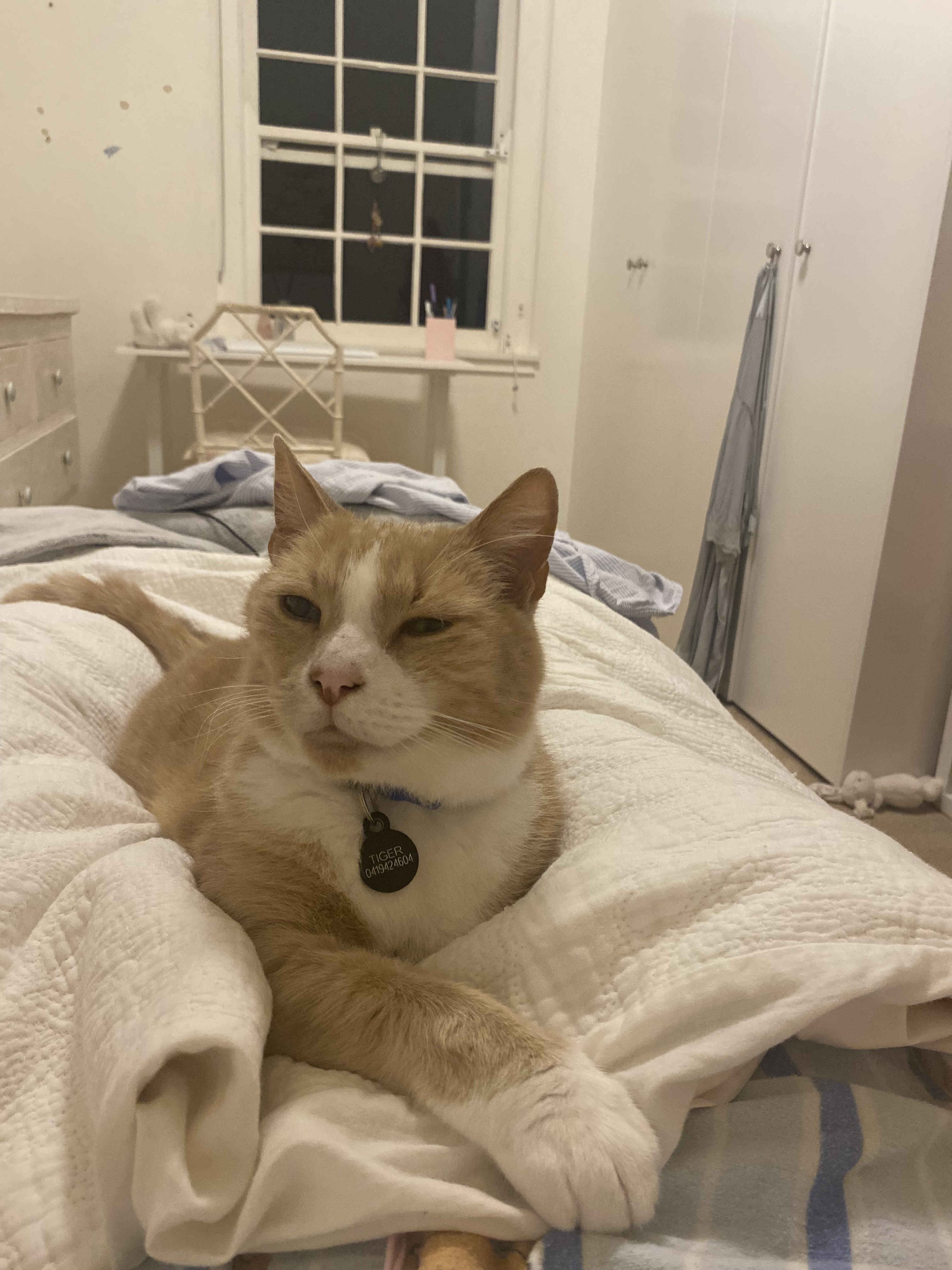 Lost Cat: Ginger & White, Blue Collar