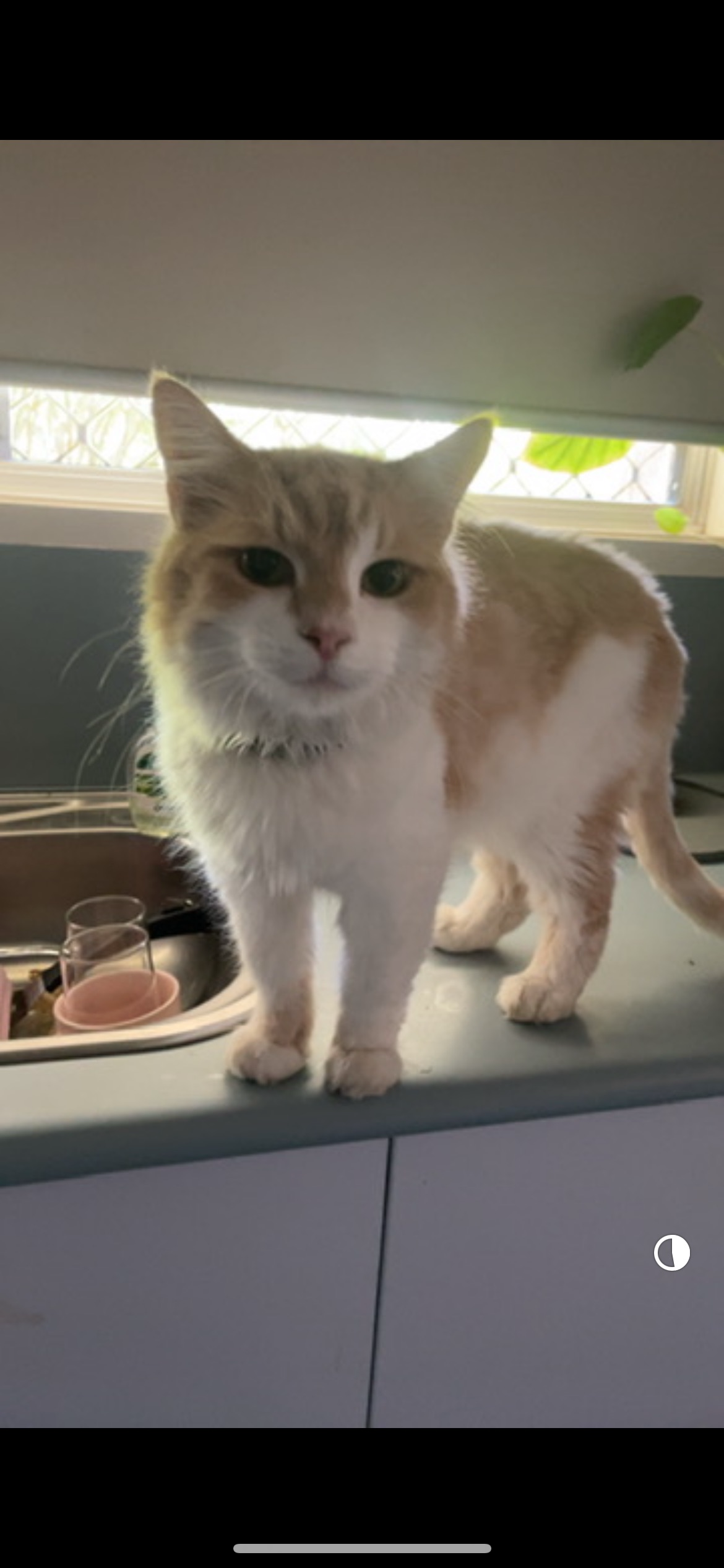 Lost Long-Haired Cat in Blueas...