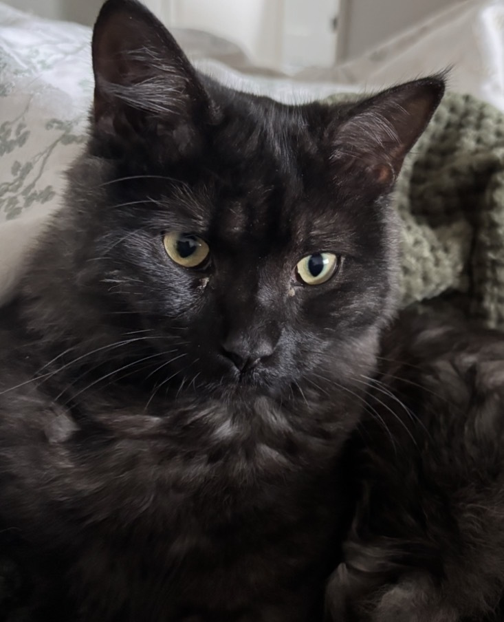 Lost Fluffy Cat: Goose Missing in Bayside