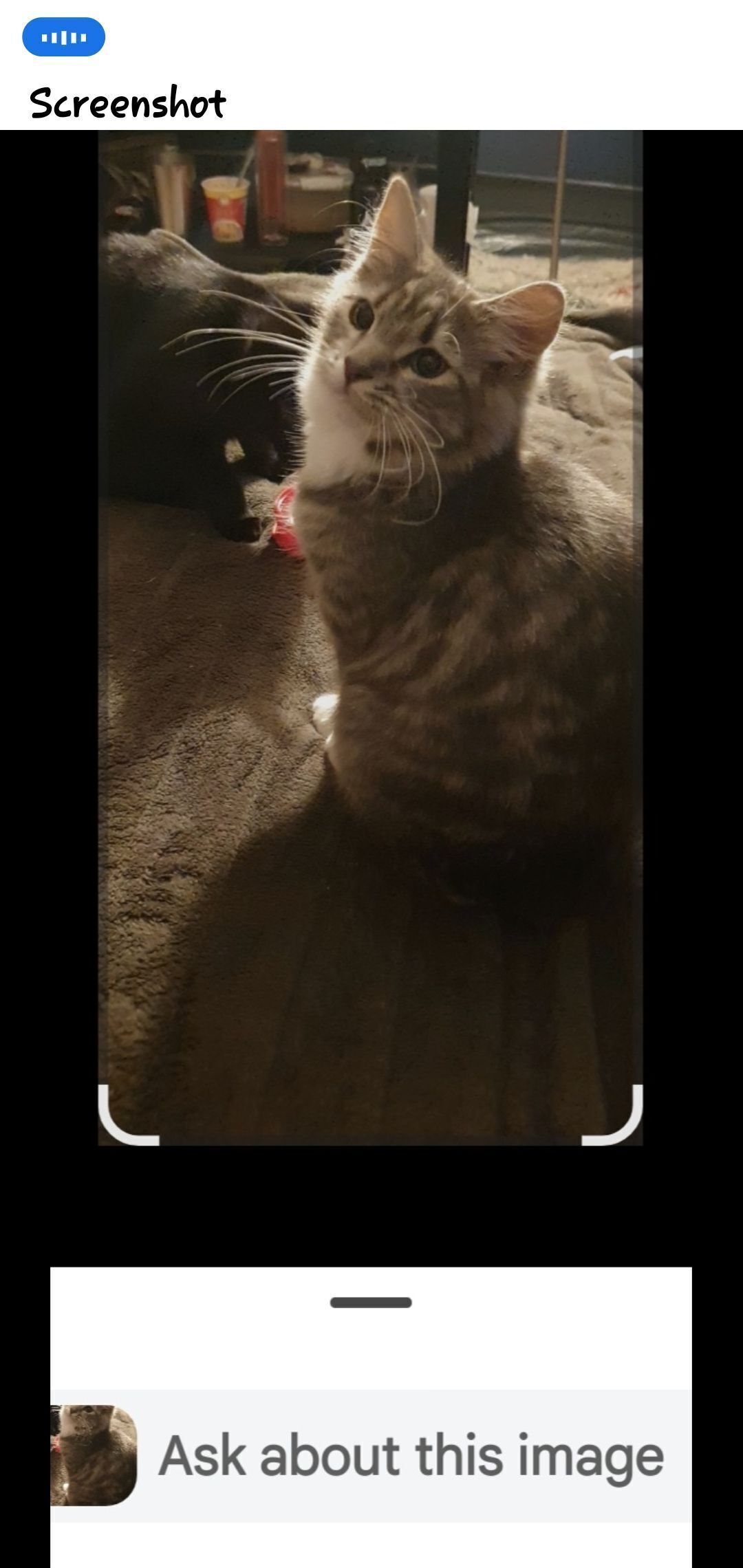 Lost Cat: Gray & White, Short Socks
