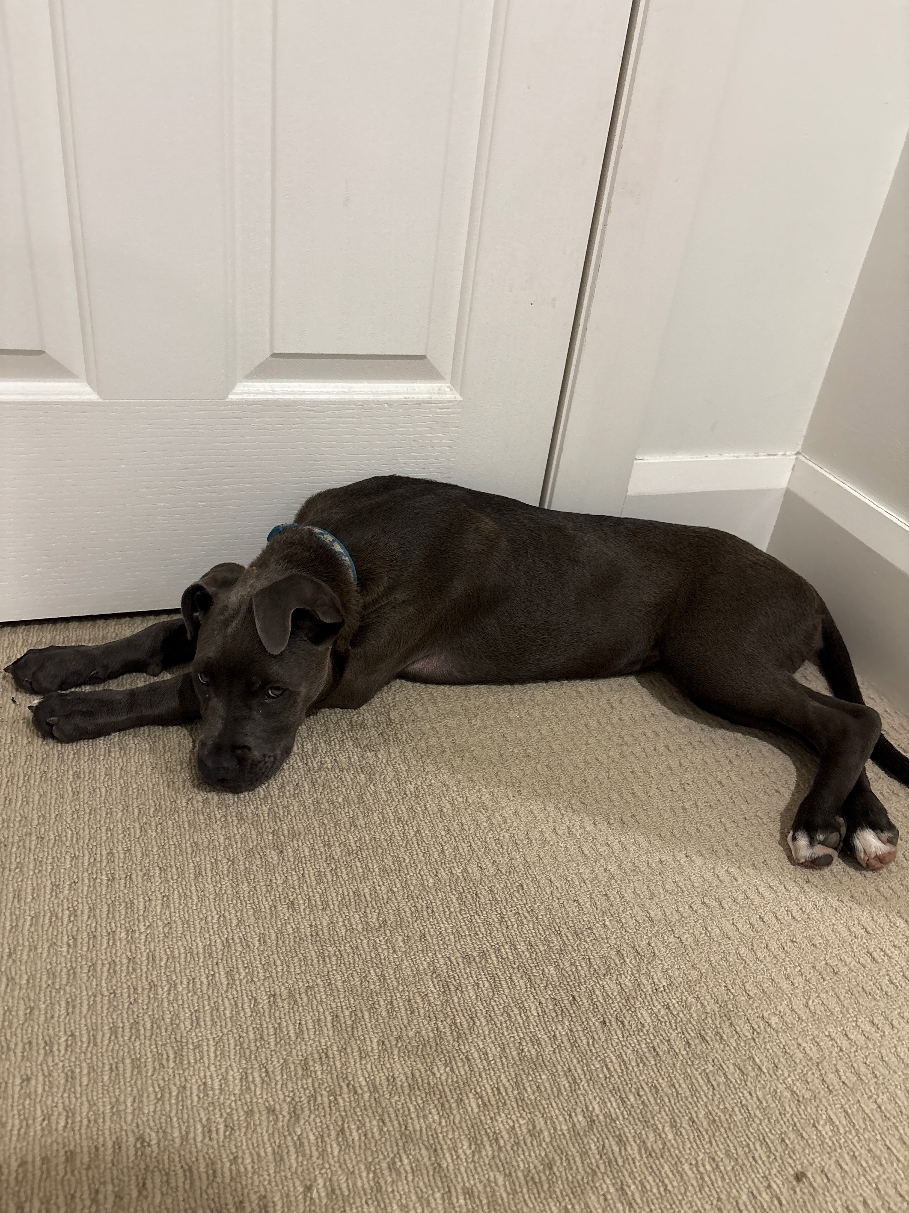 Lost Staffy x Boxer Near Sydney Trail