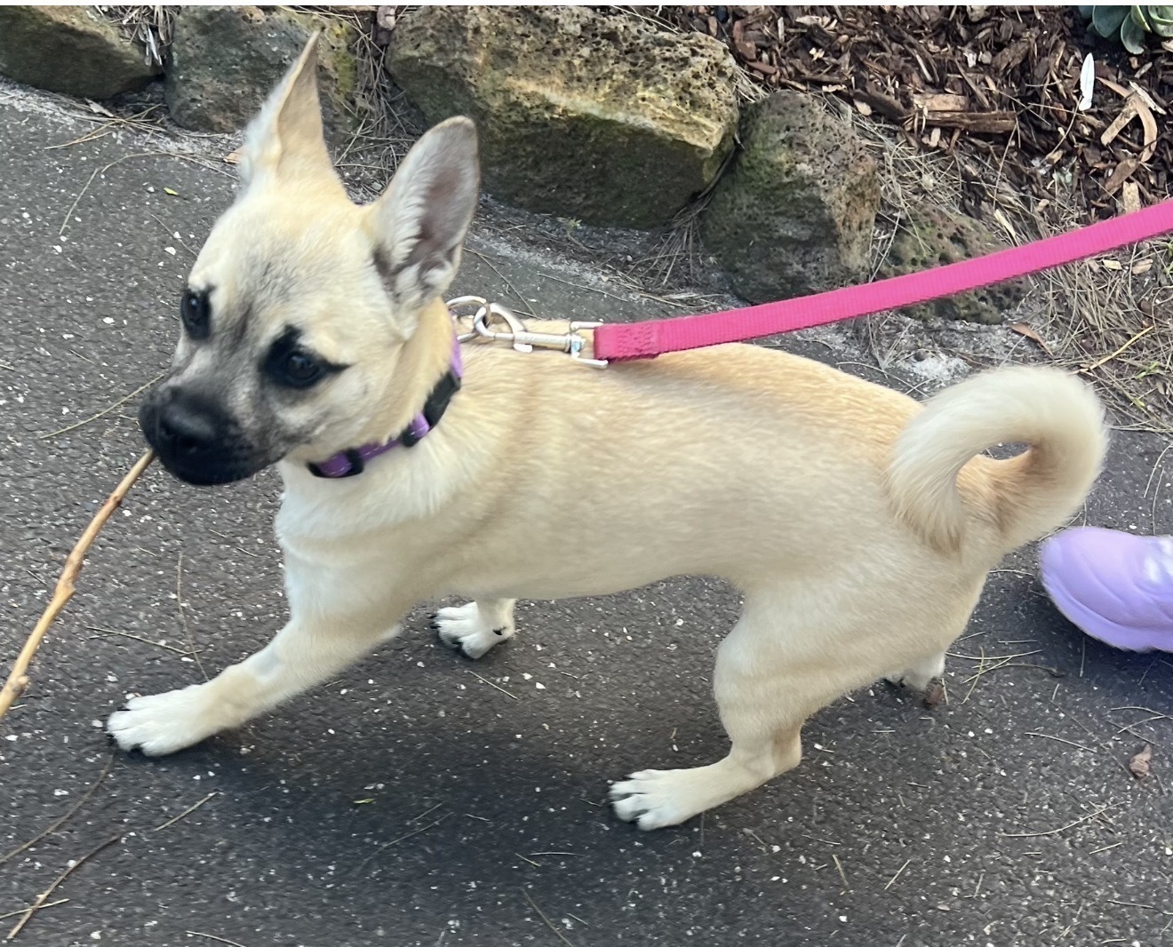 Help Find Kailah: Missing Fawn Pup!